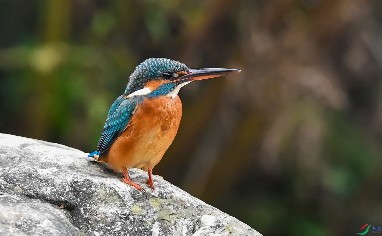 DSC_16951.jpg