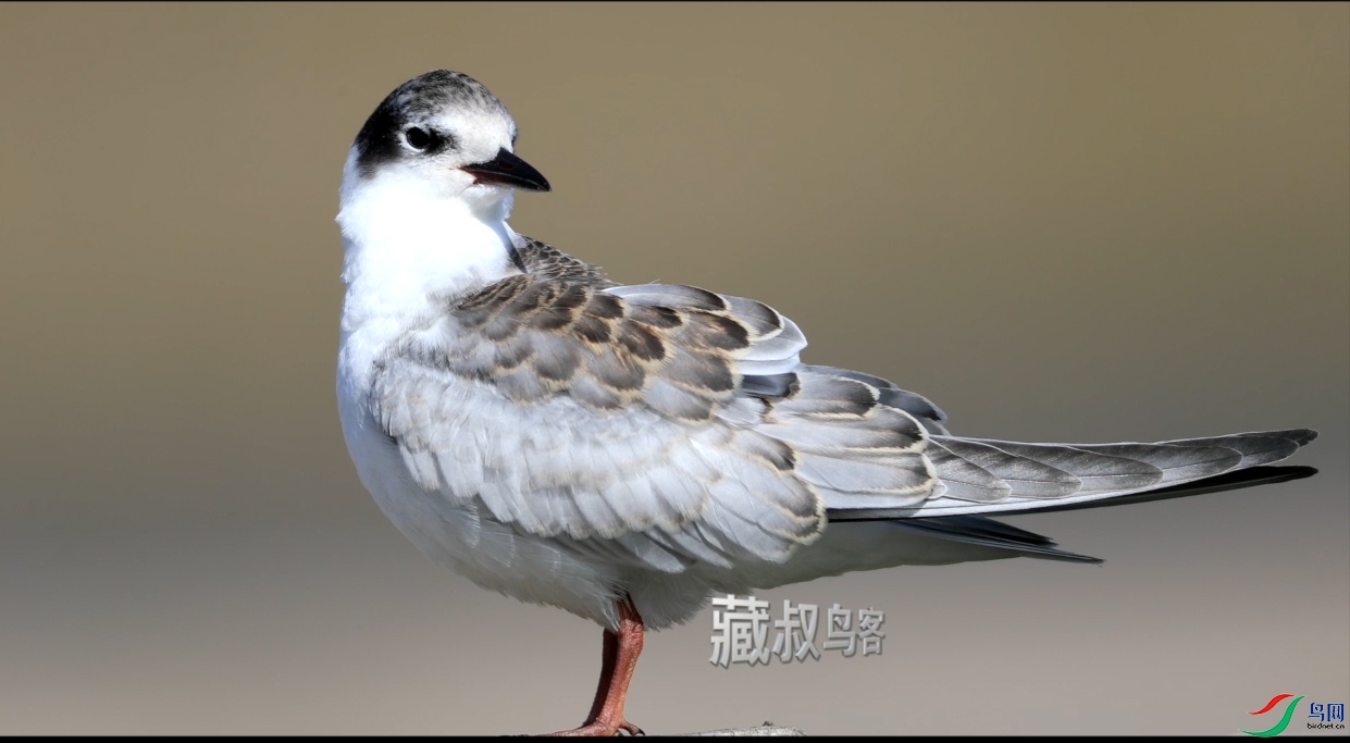 �븡Ÿ---��Ŀ ����.jpg