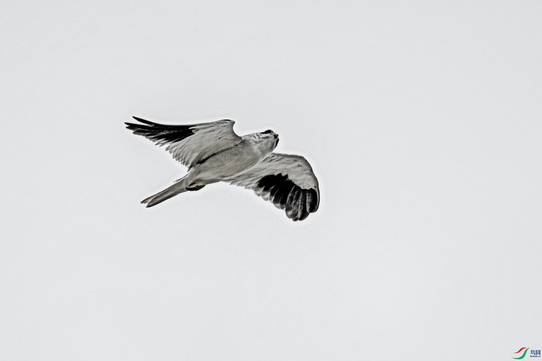 DSC_4950.JPG