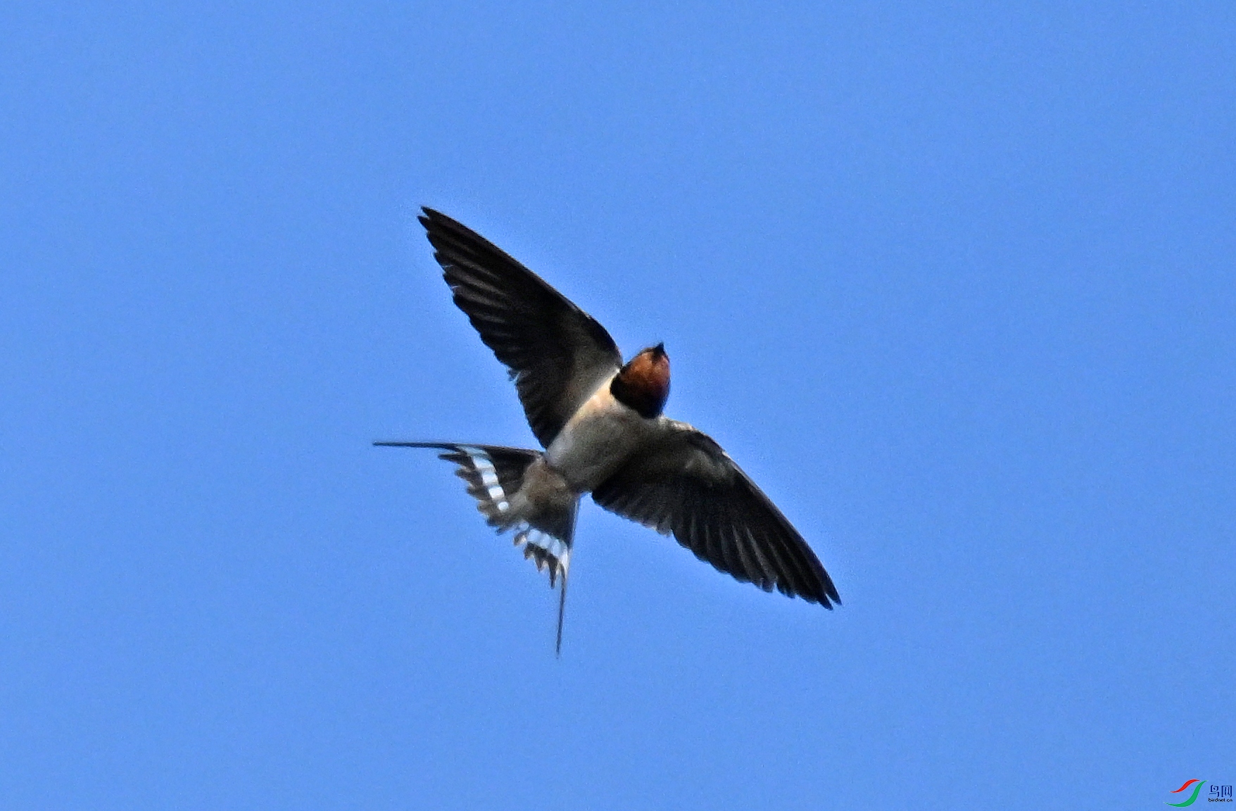 DSC_1333a.jpg