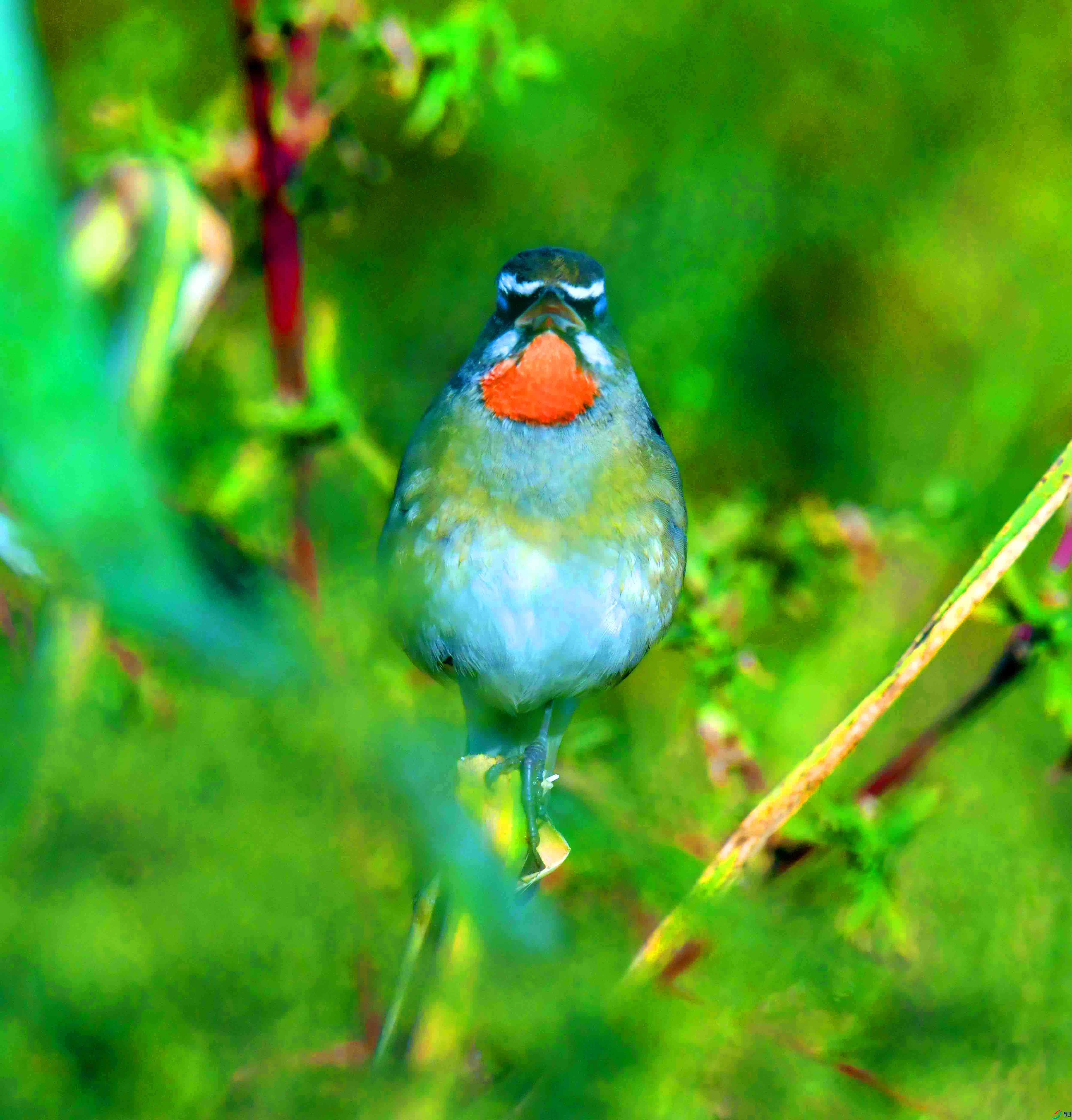 DSC_4959.JPG