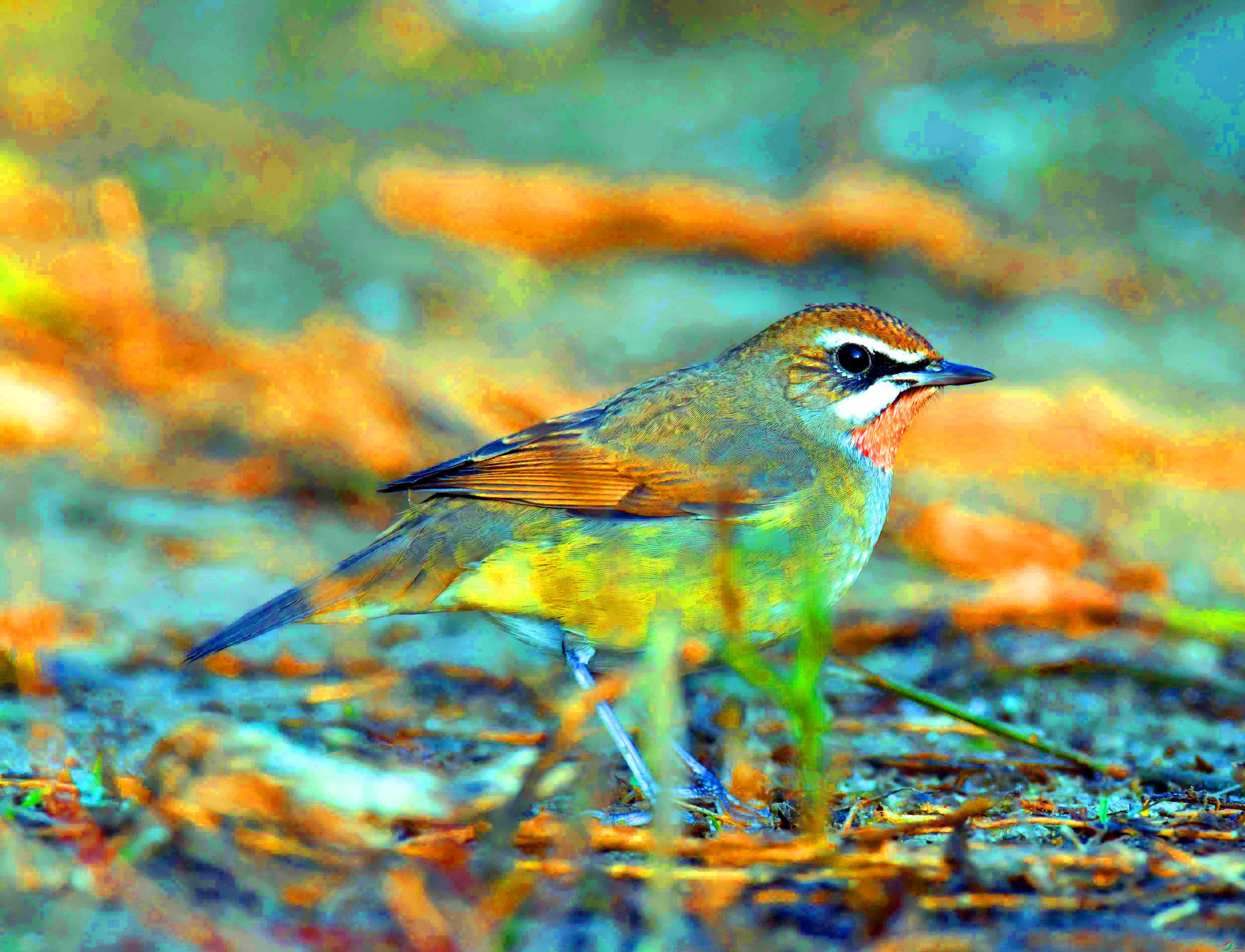 DSC_6261.JPG