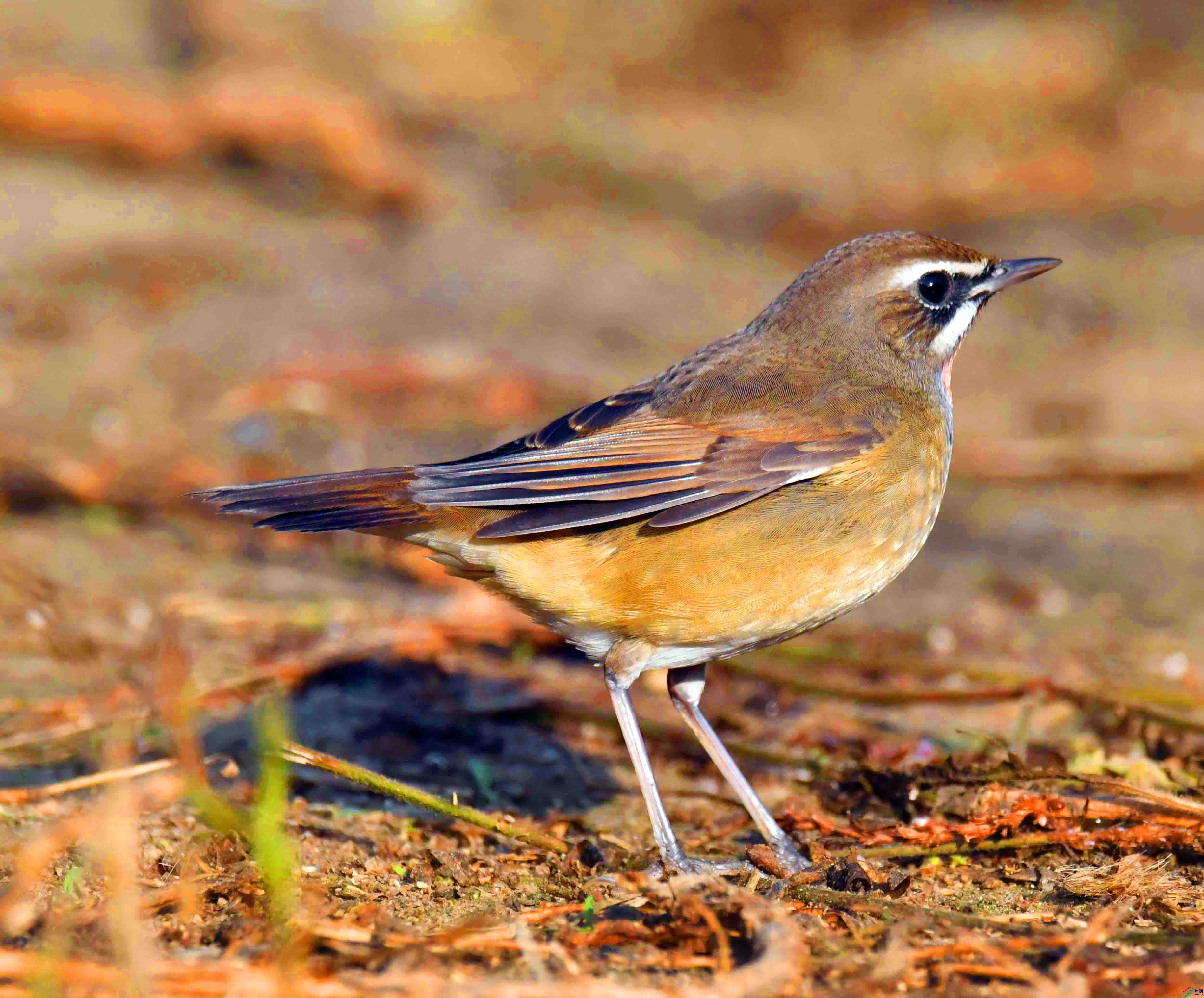 DSC_6362.JPG