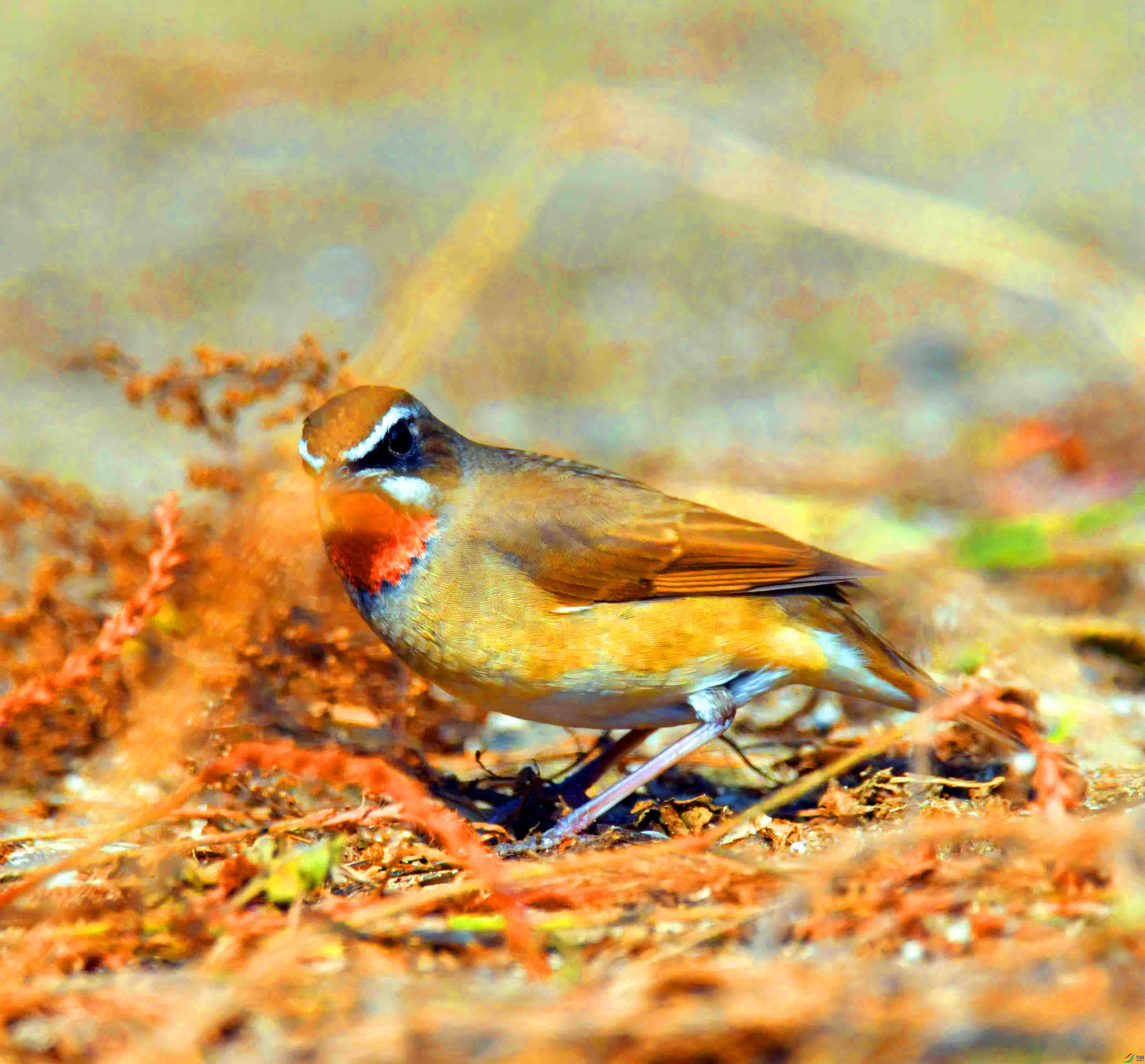 DSC_6675.JPG