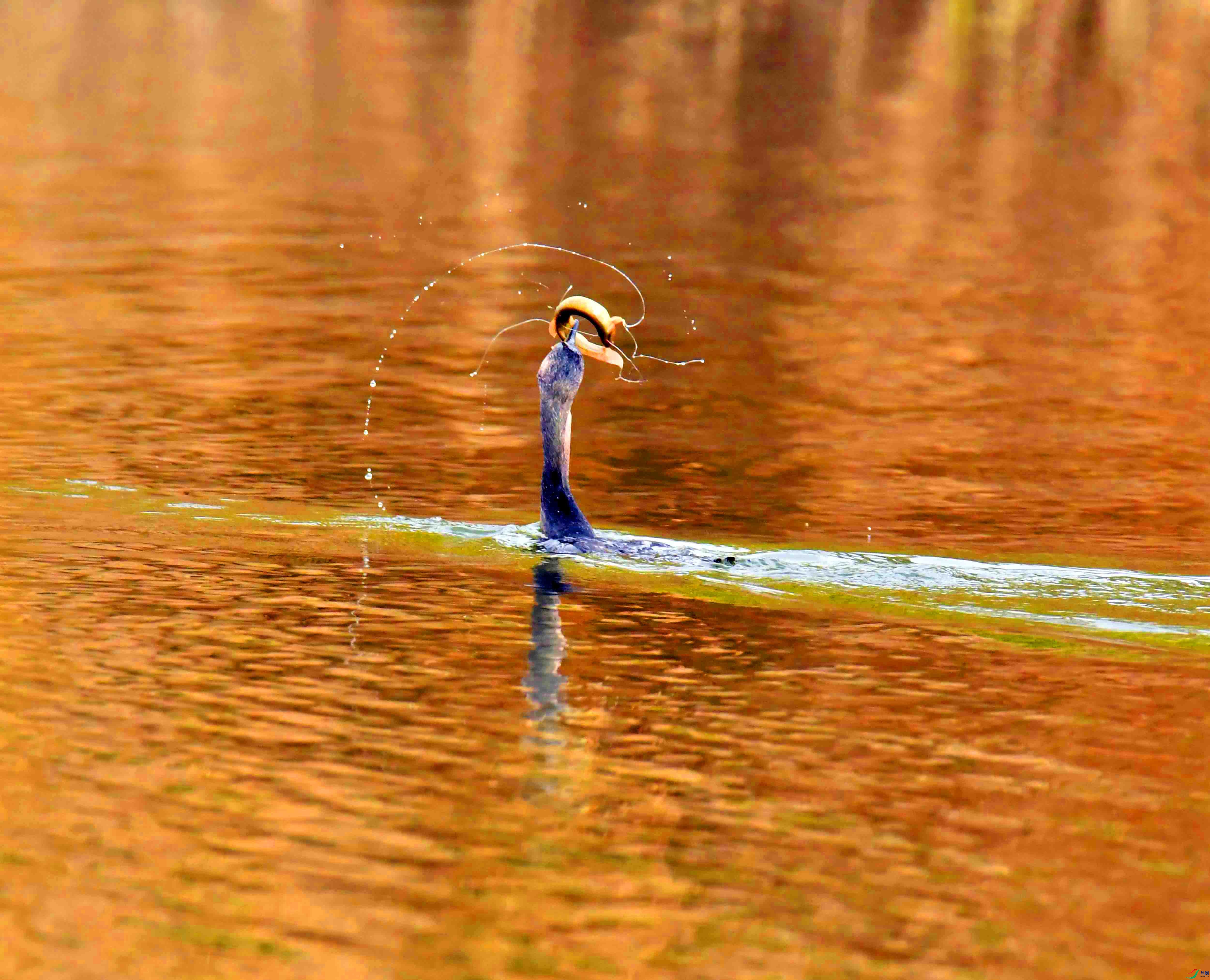 DSC_7799.JPG