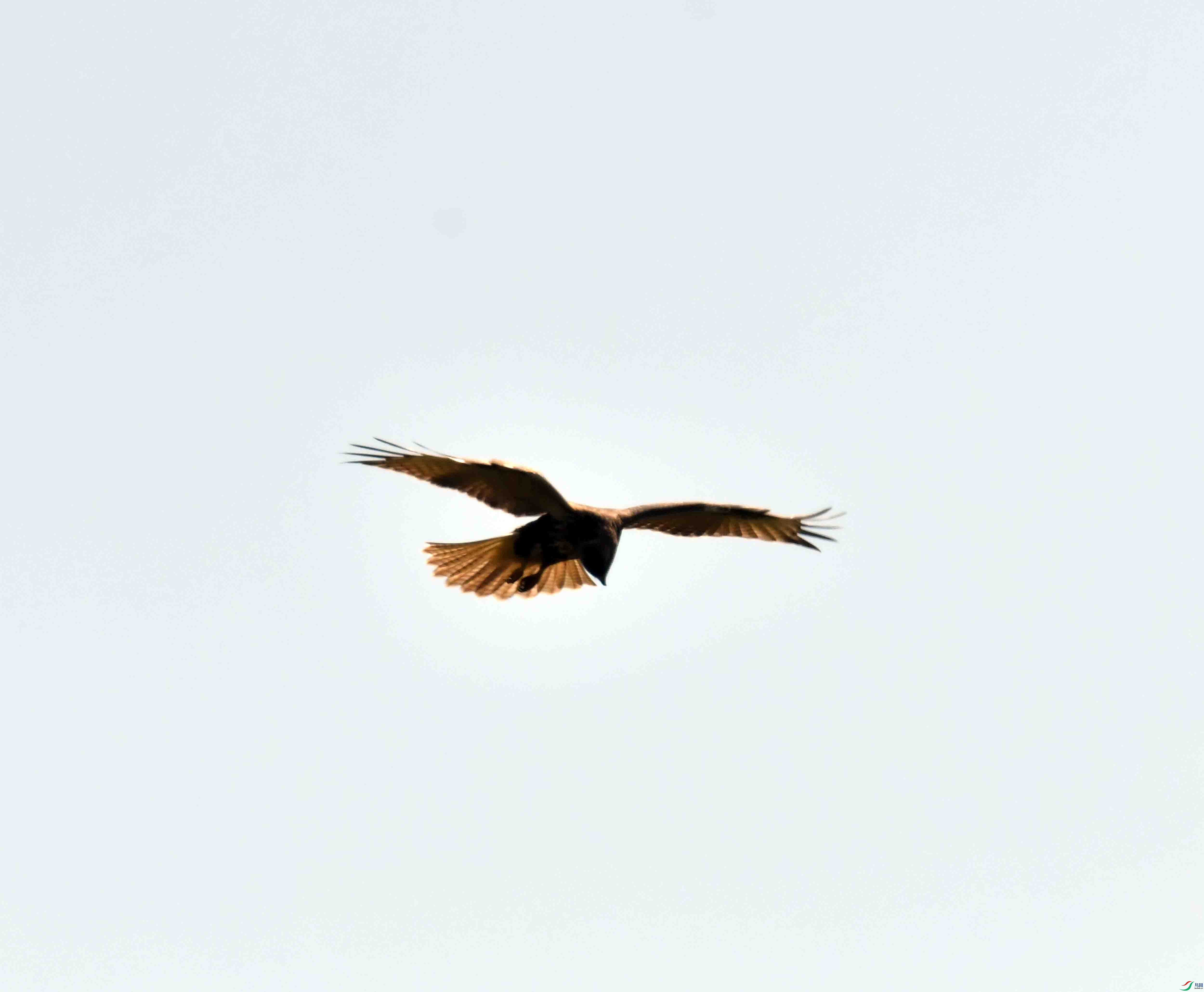 DSC_9135.JPG