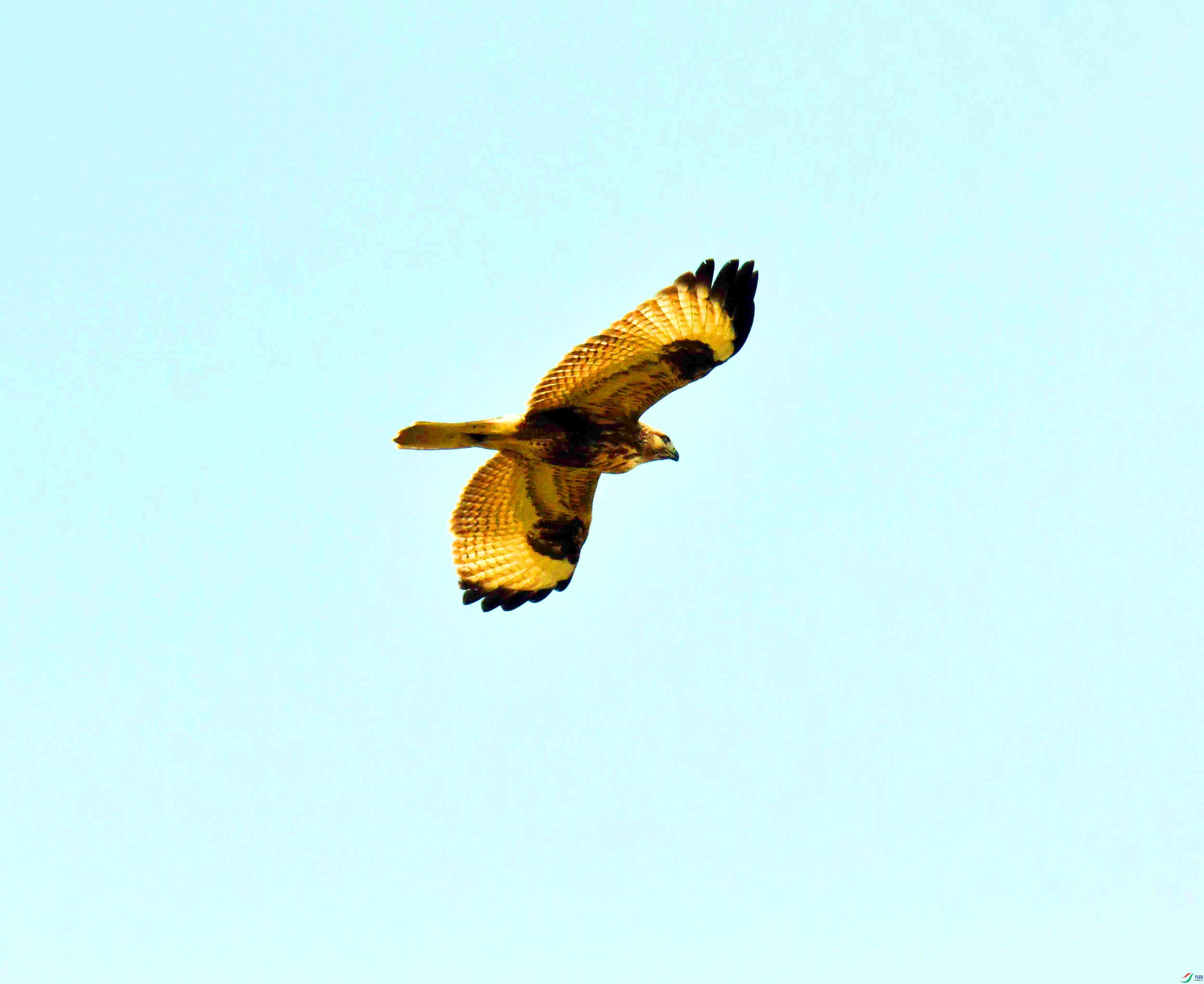 DSC_9743.JPG