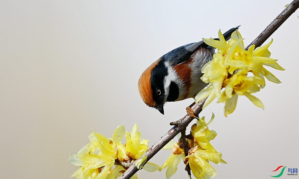 DSC_4243.JPG