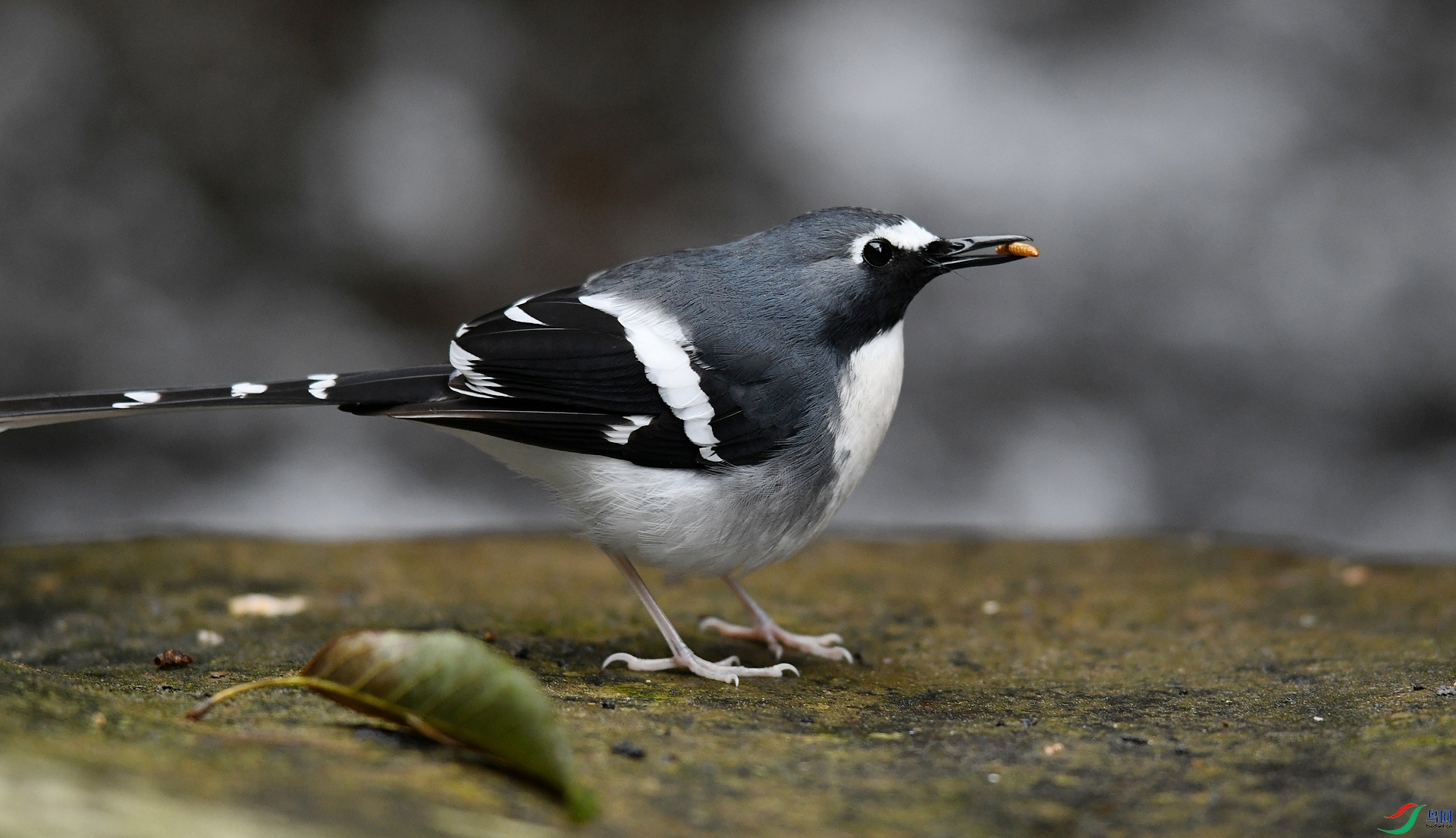 DSC_2250.jpg