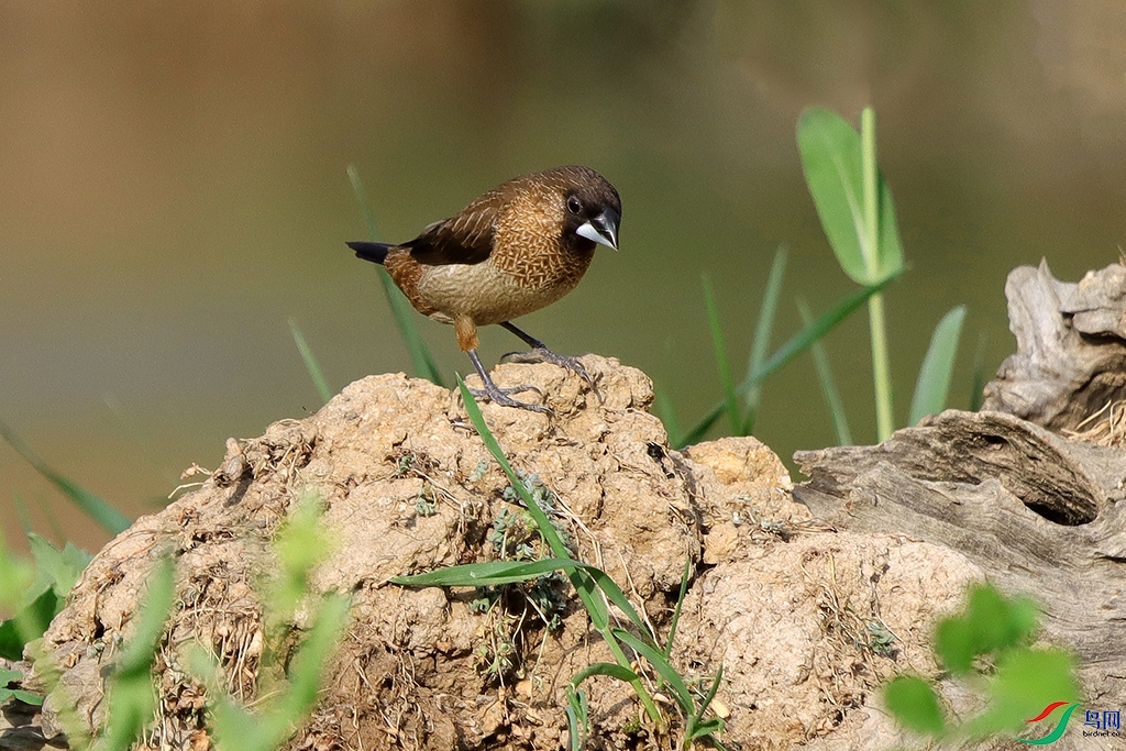 ��������3 ����.jpg