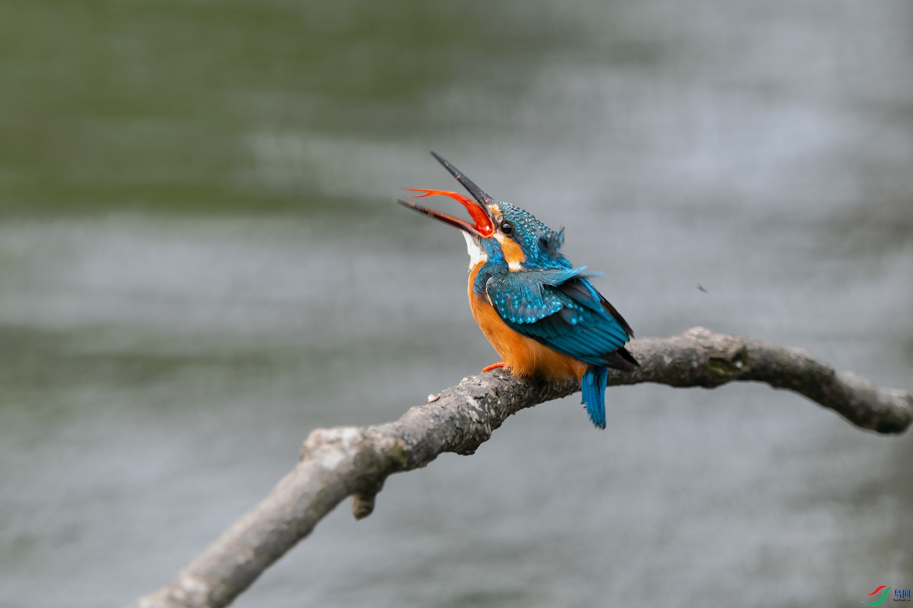 DSC_8868_DxOa.jpg