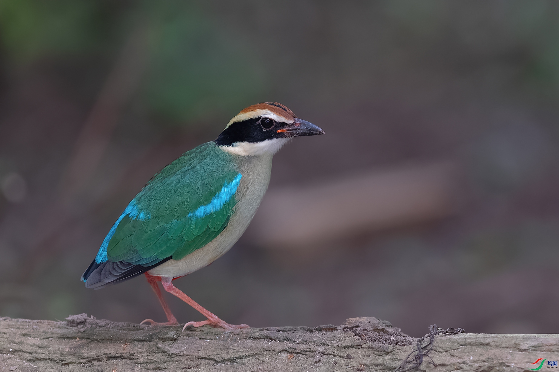 DSC_6383_DxOa.jpg