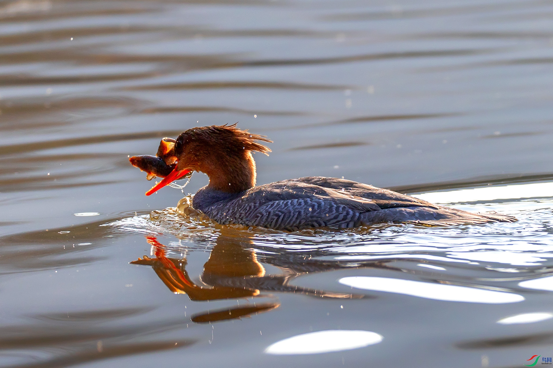 _60A5237 ����---1 .jpg