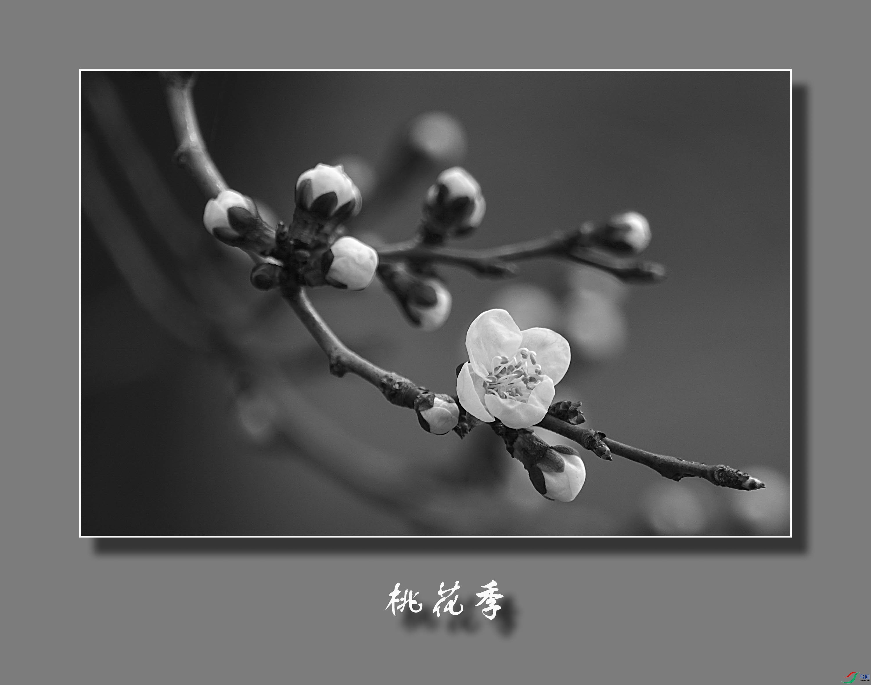 DSC08510.jpg