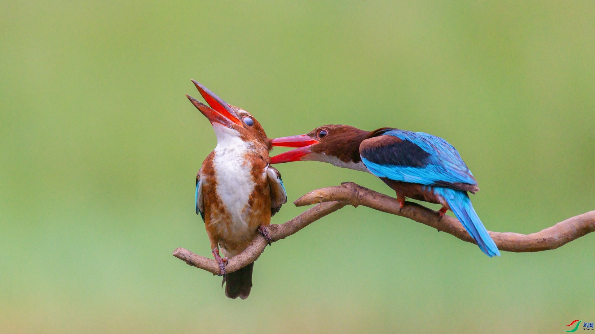 2.25Դ����Ȼ��ʦ��Ʒ  �������˹��� ��ף���ٻ����������.jpg