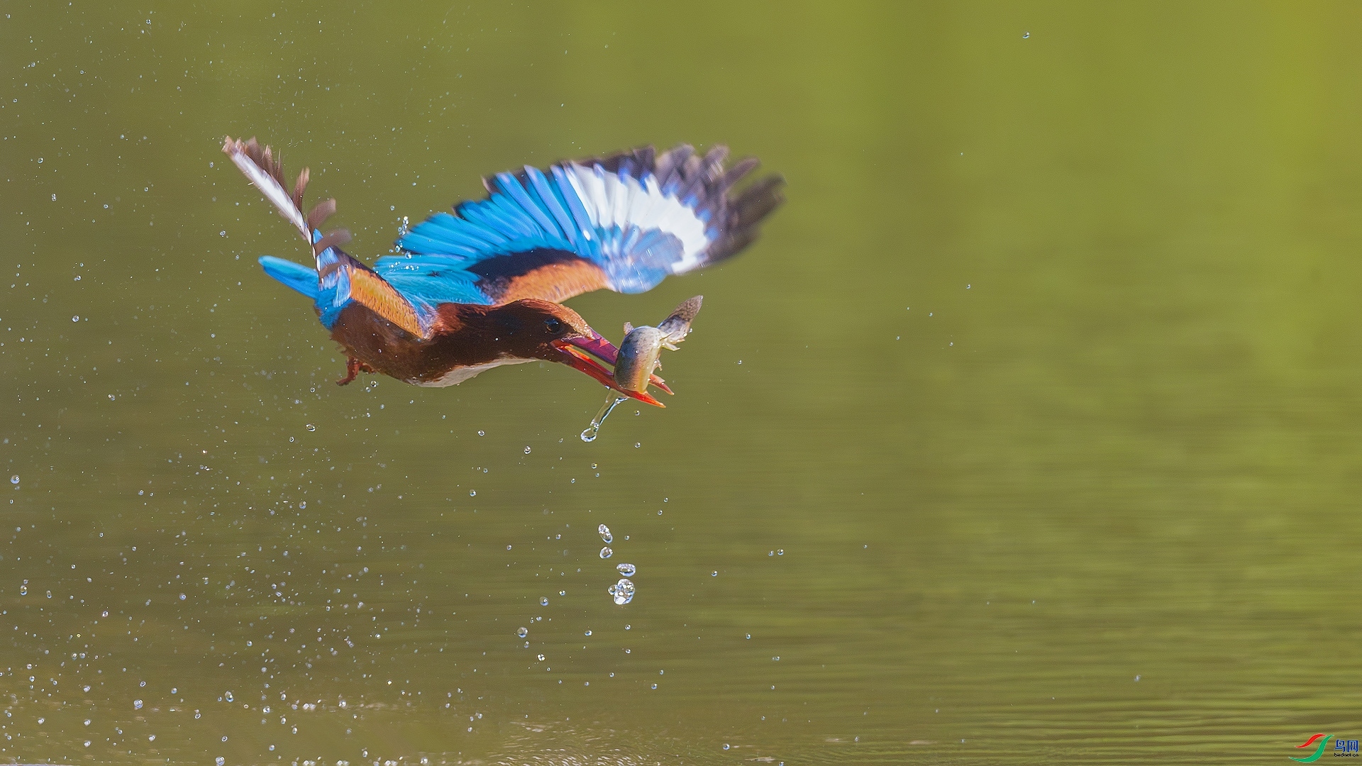 2.26�ƽ�Ҷ��ʦ��Ʒ  ������� ��ף���ٻ����Ѿ�����.jpg