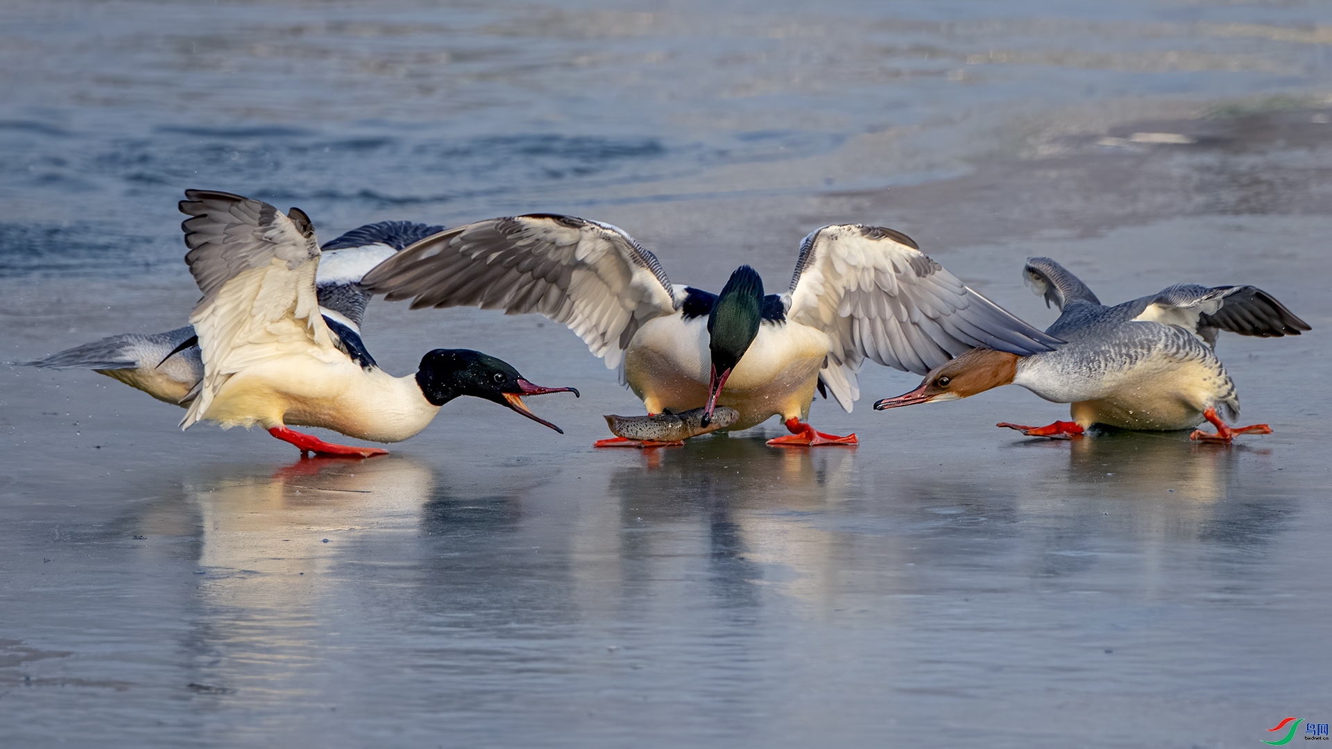 2.27��Ҷ98��ʦ��Ʒ   ������Ϊǿ ��ף���ٻ��Ա������.jpg