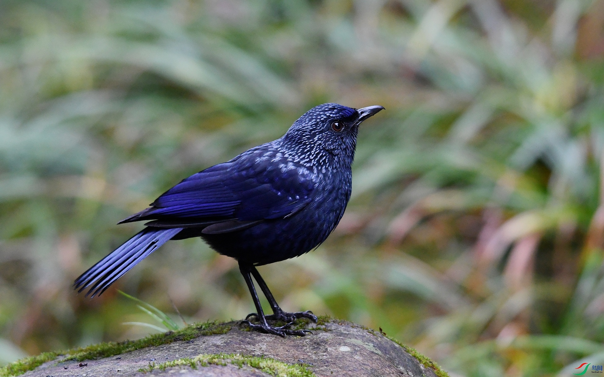 DSC_1967.jpg