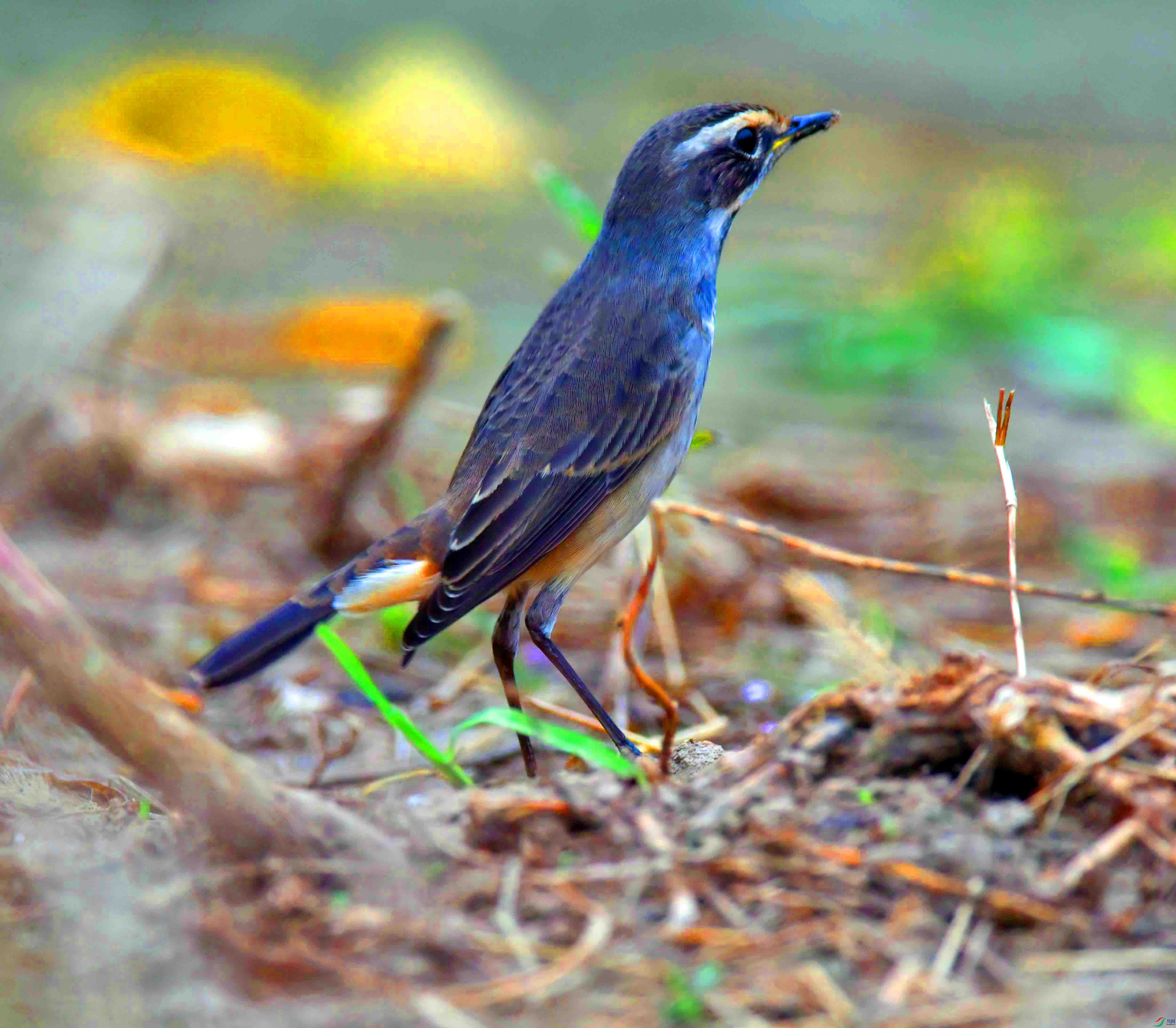 DSC_3202.JPG