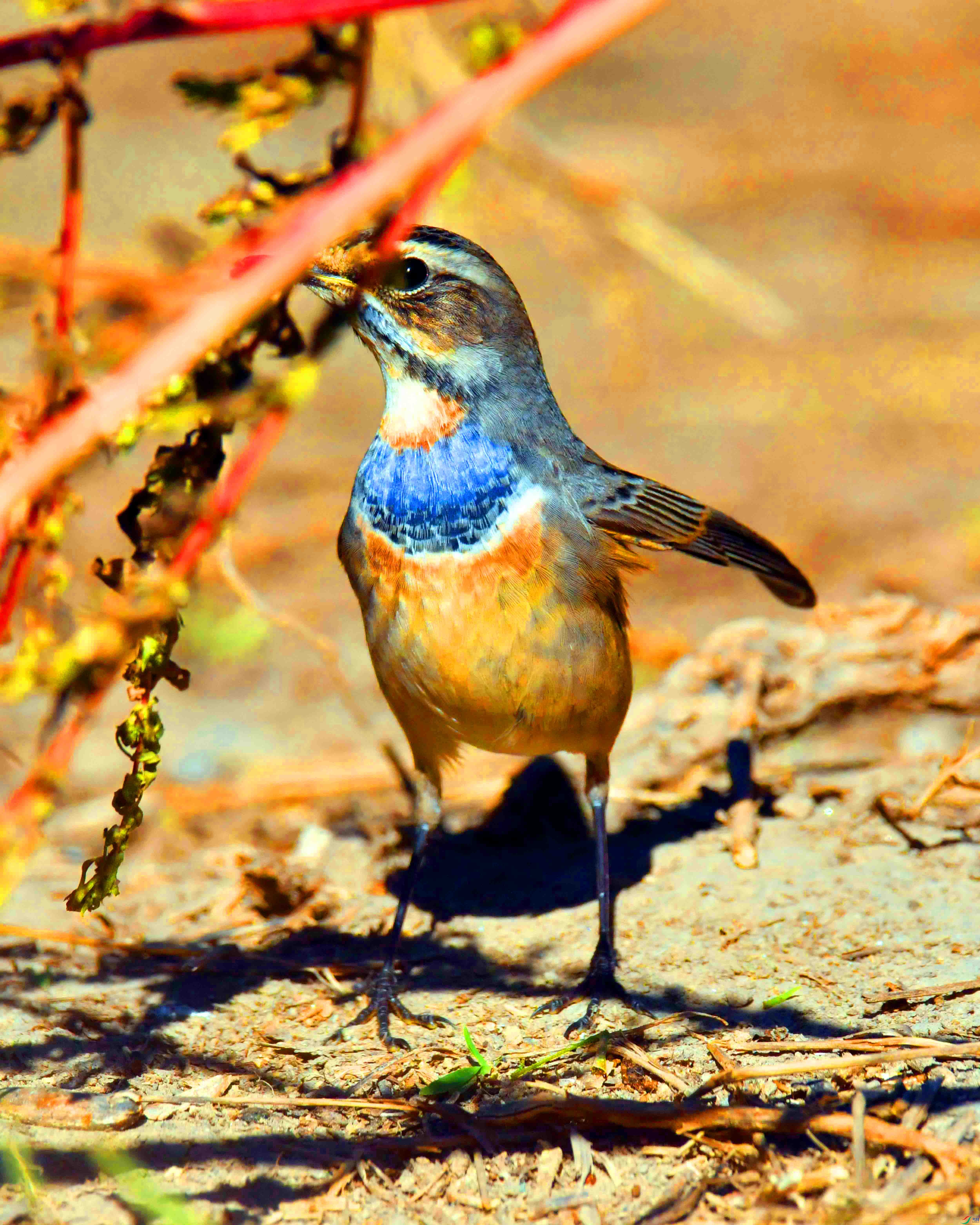 DSC_9703.JPG
