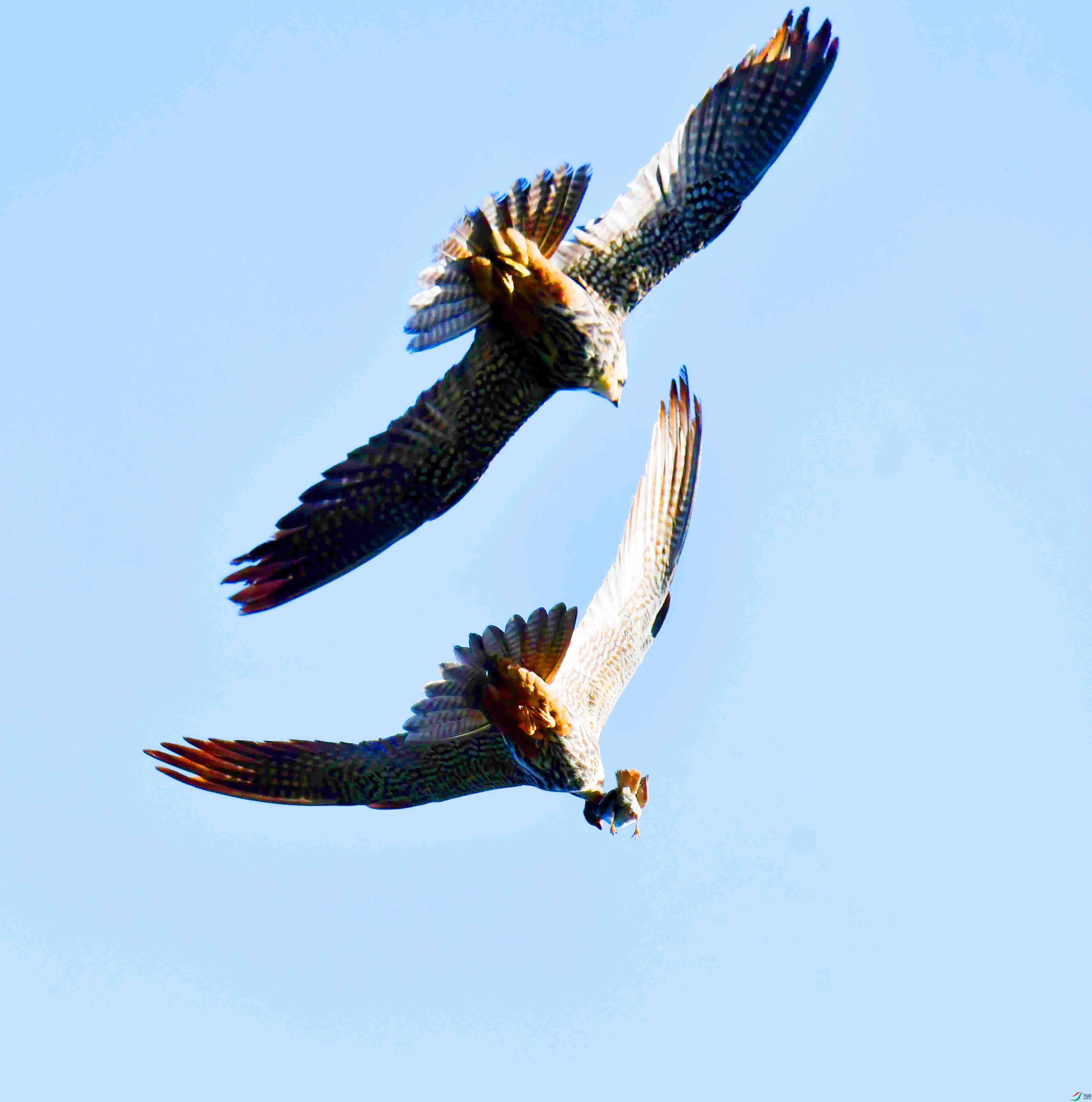 DSC_5920.JPG