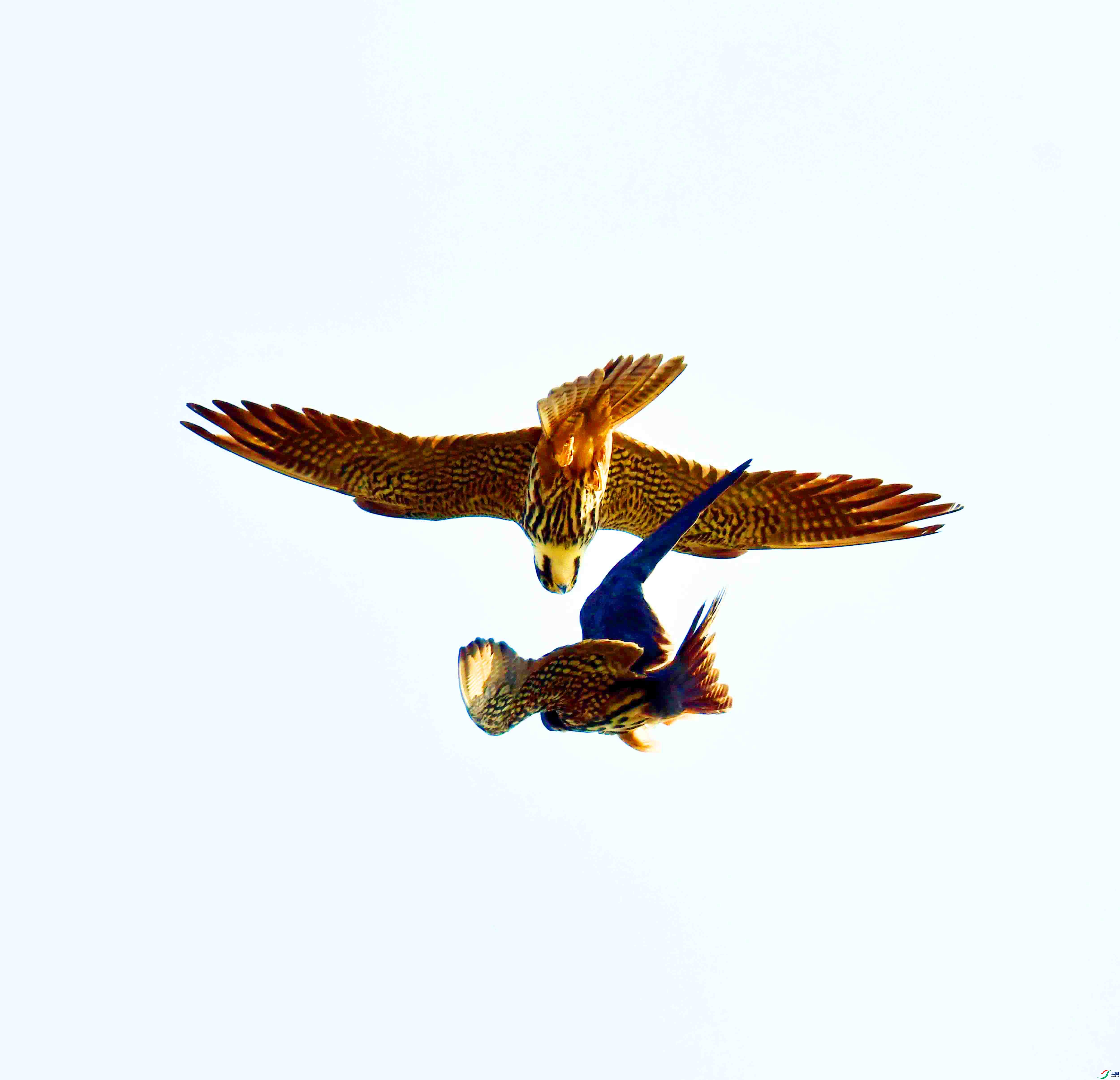 DSC_5997.JPG