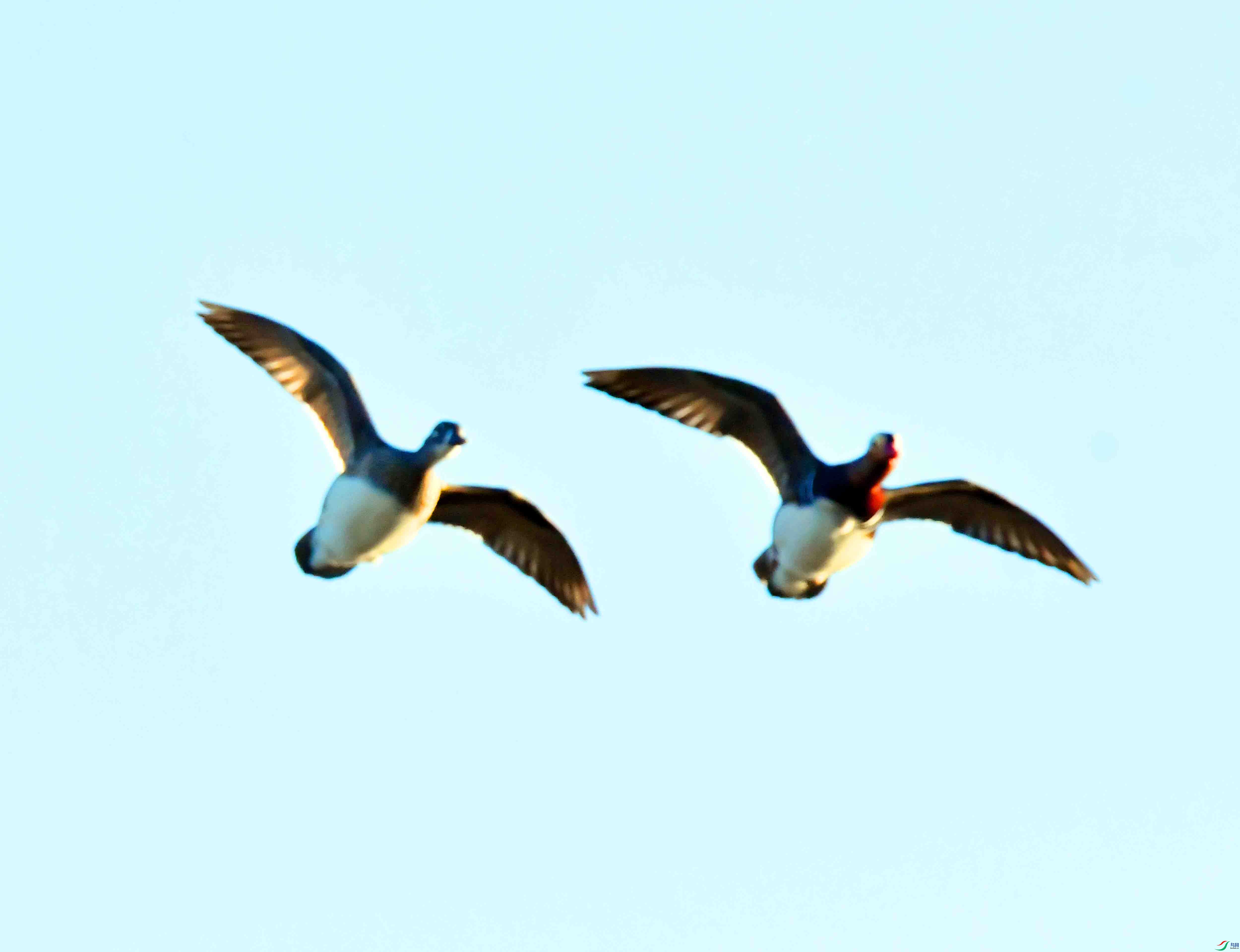 DSC_6007.JPG
