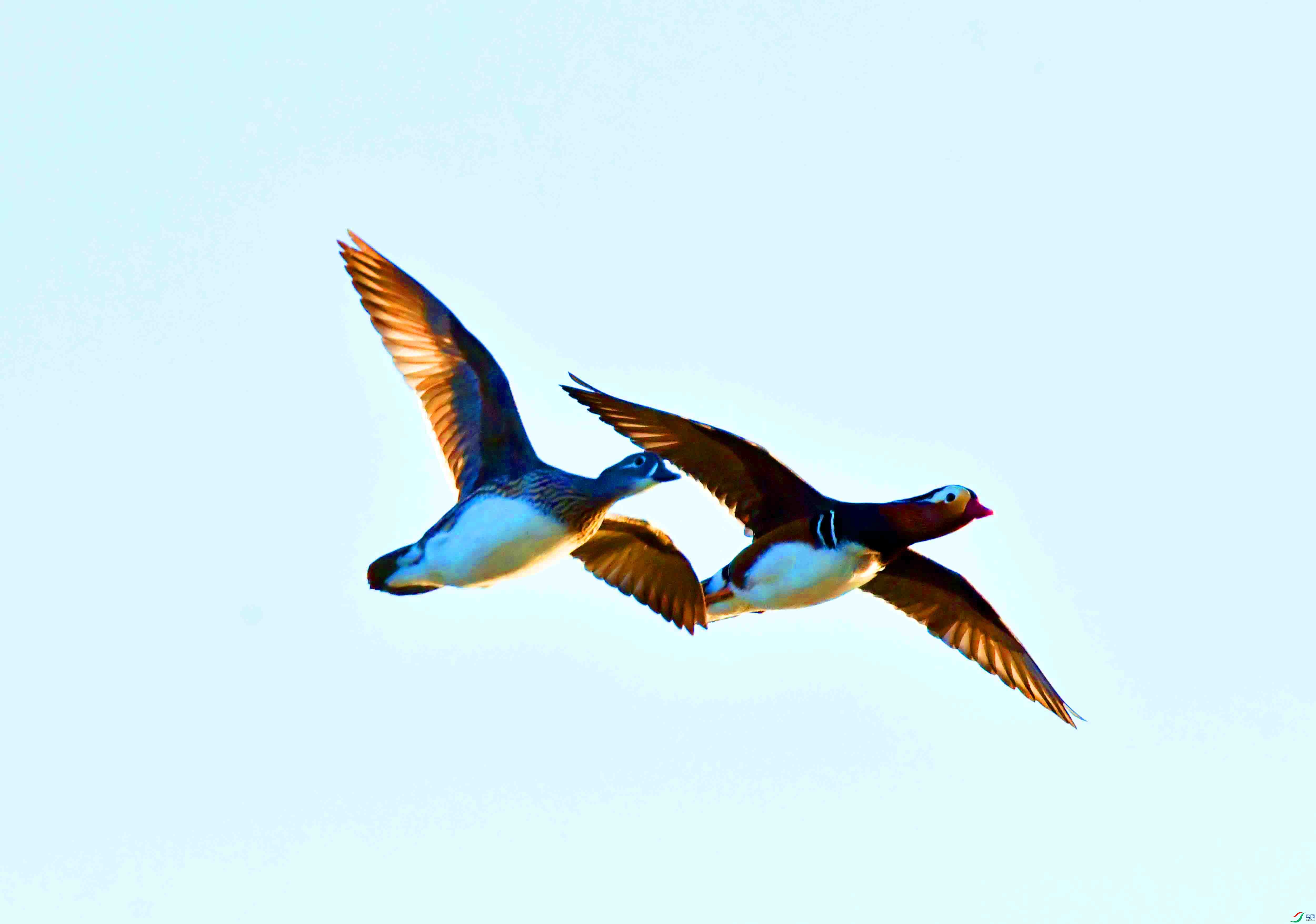 DSC_6010.JPG