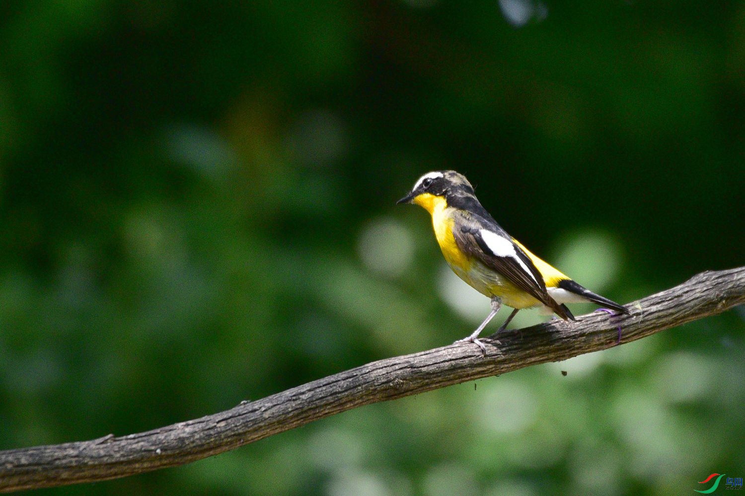 DSC_6036.JPG