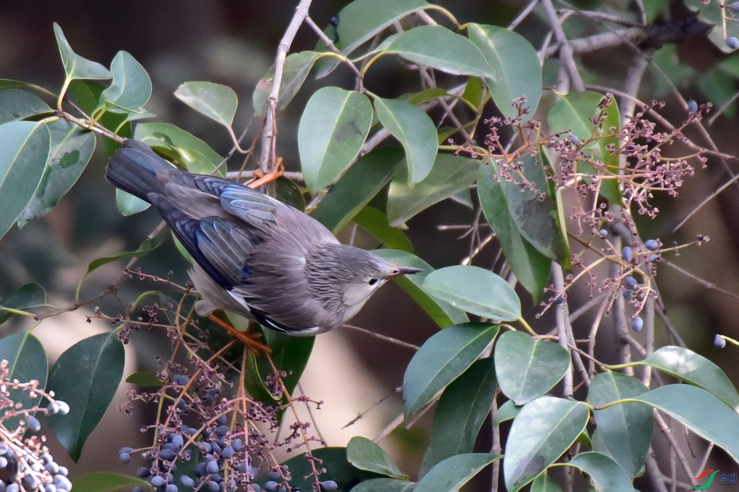 DSC_9758.JPG