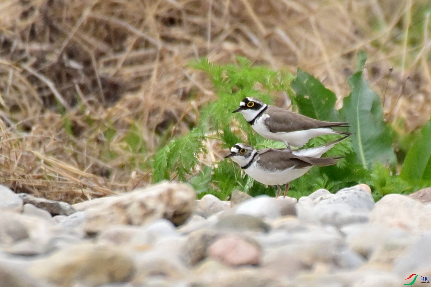 DSC_4531.JPG