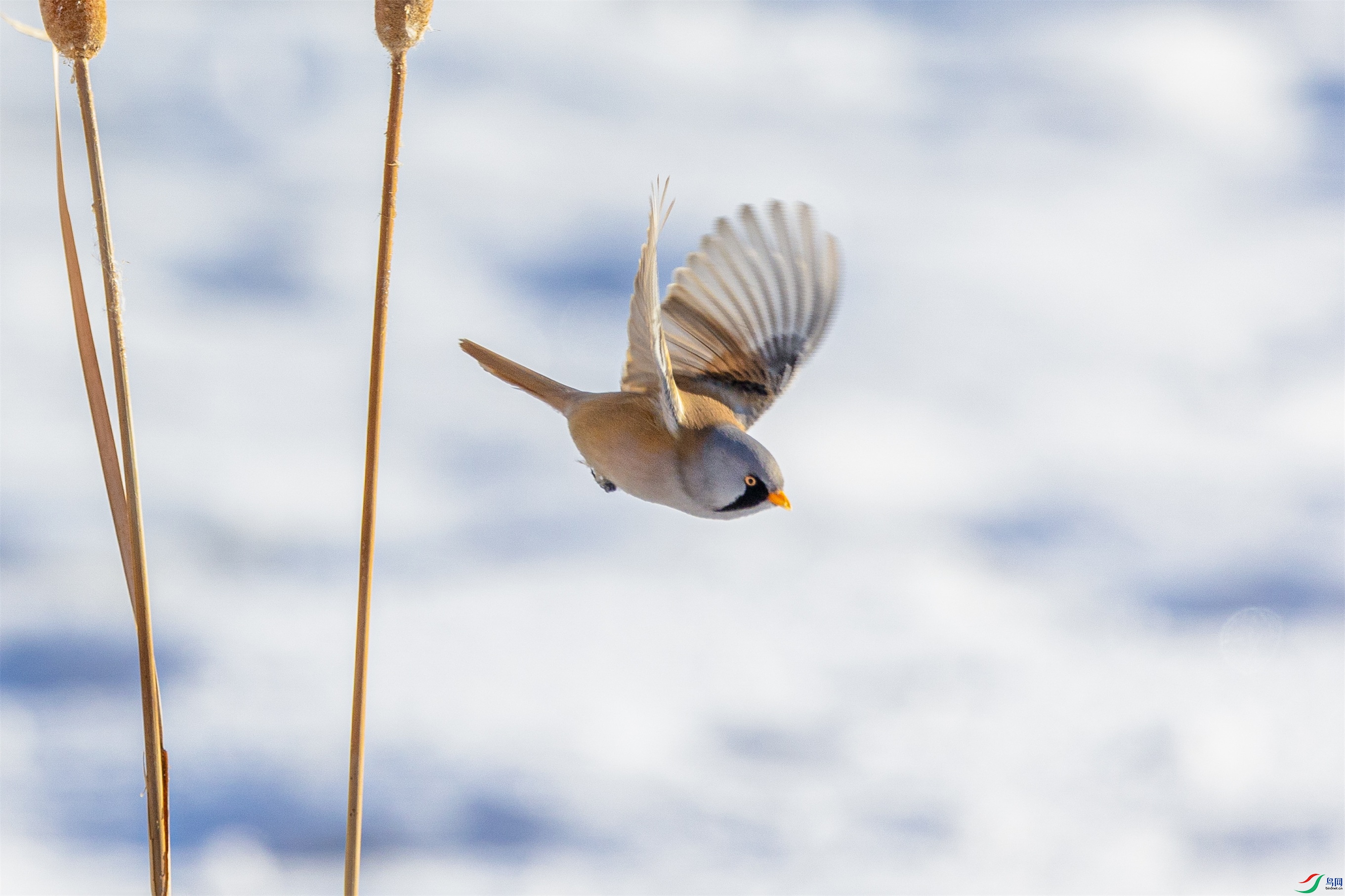 1K3A5971 ����1.jpg