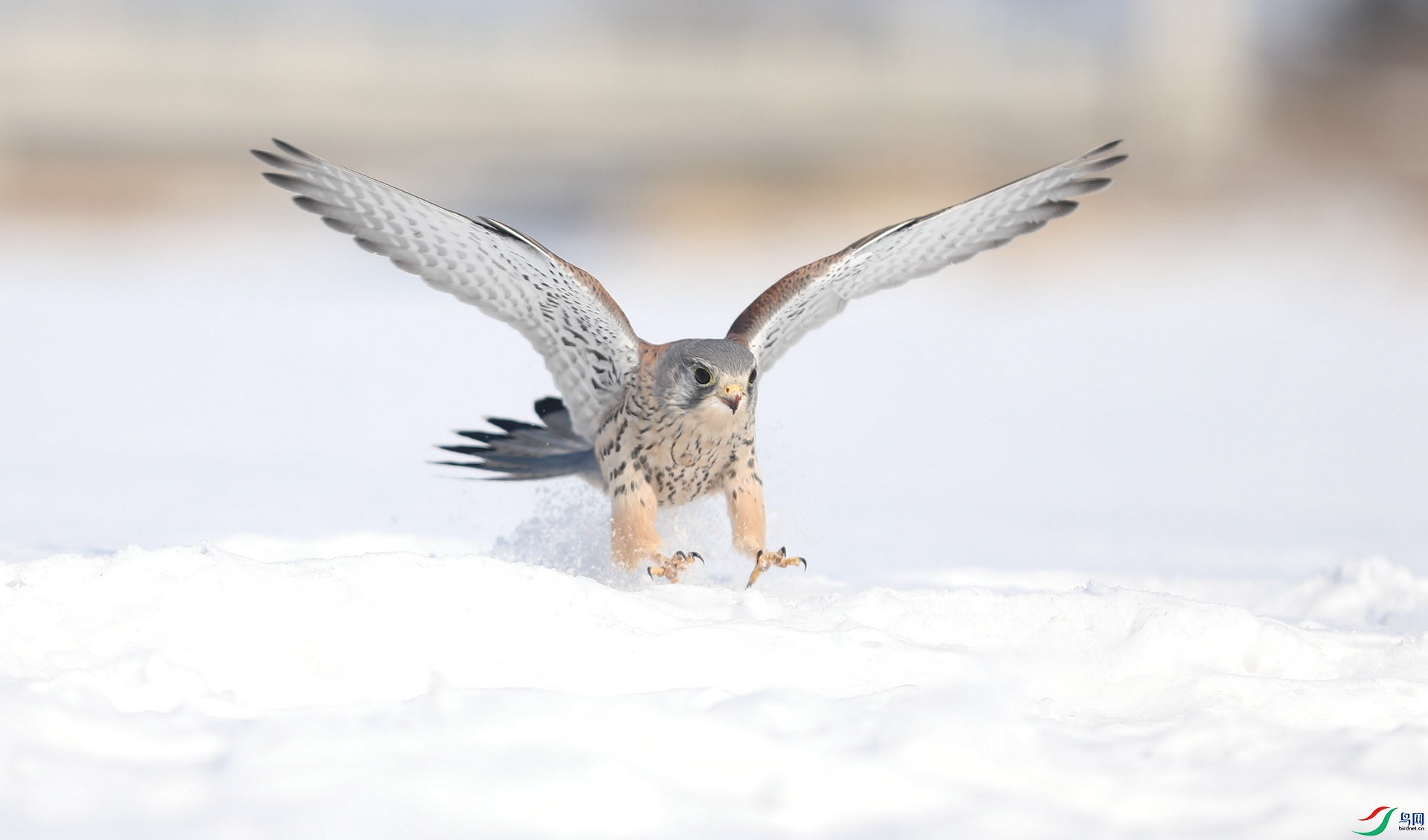 9G8A9074 ����.jpg