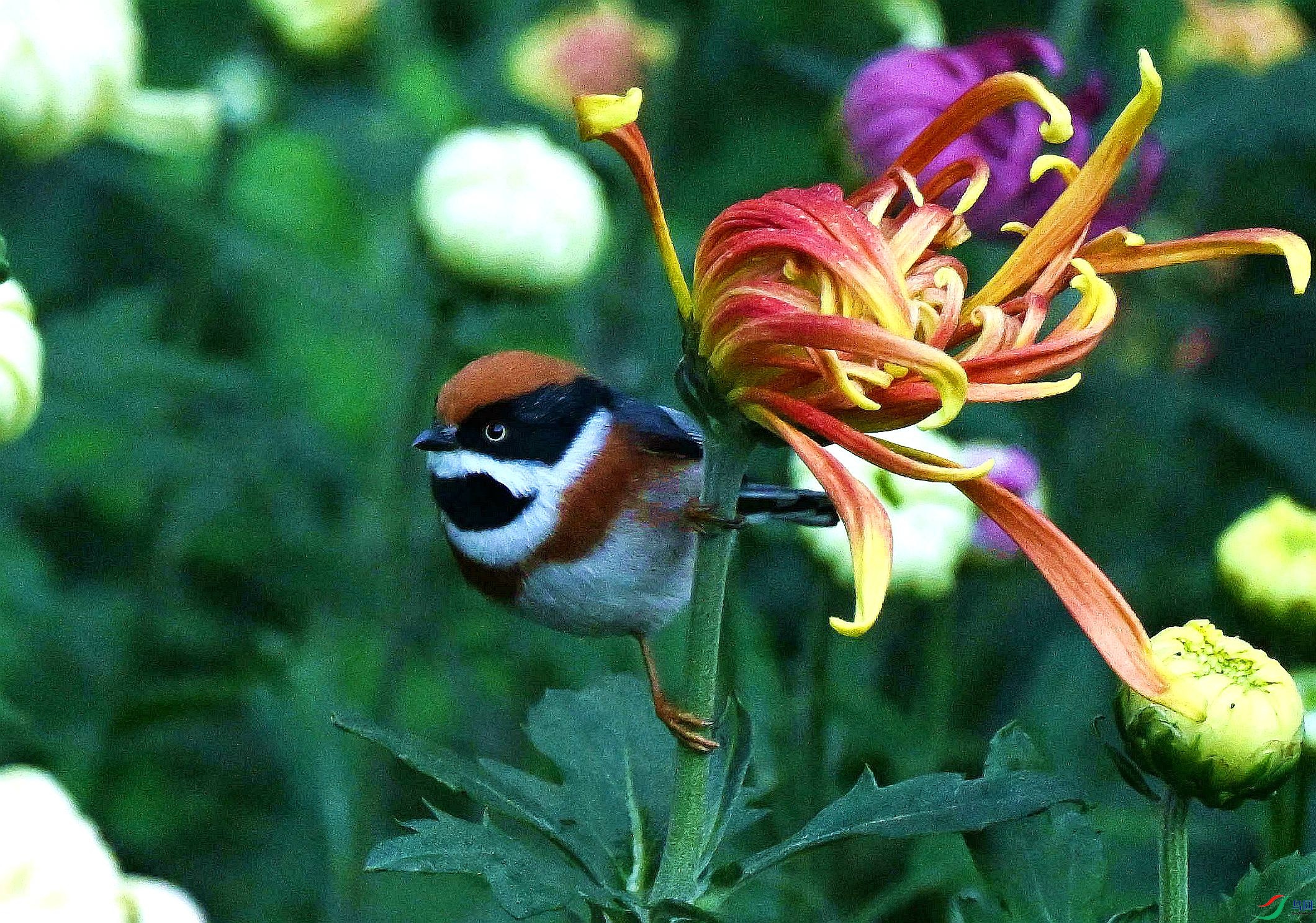 DSC_3484.jpg
