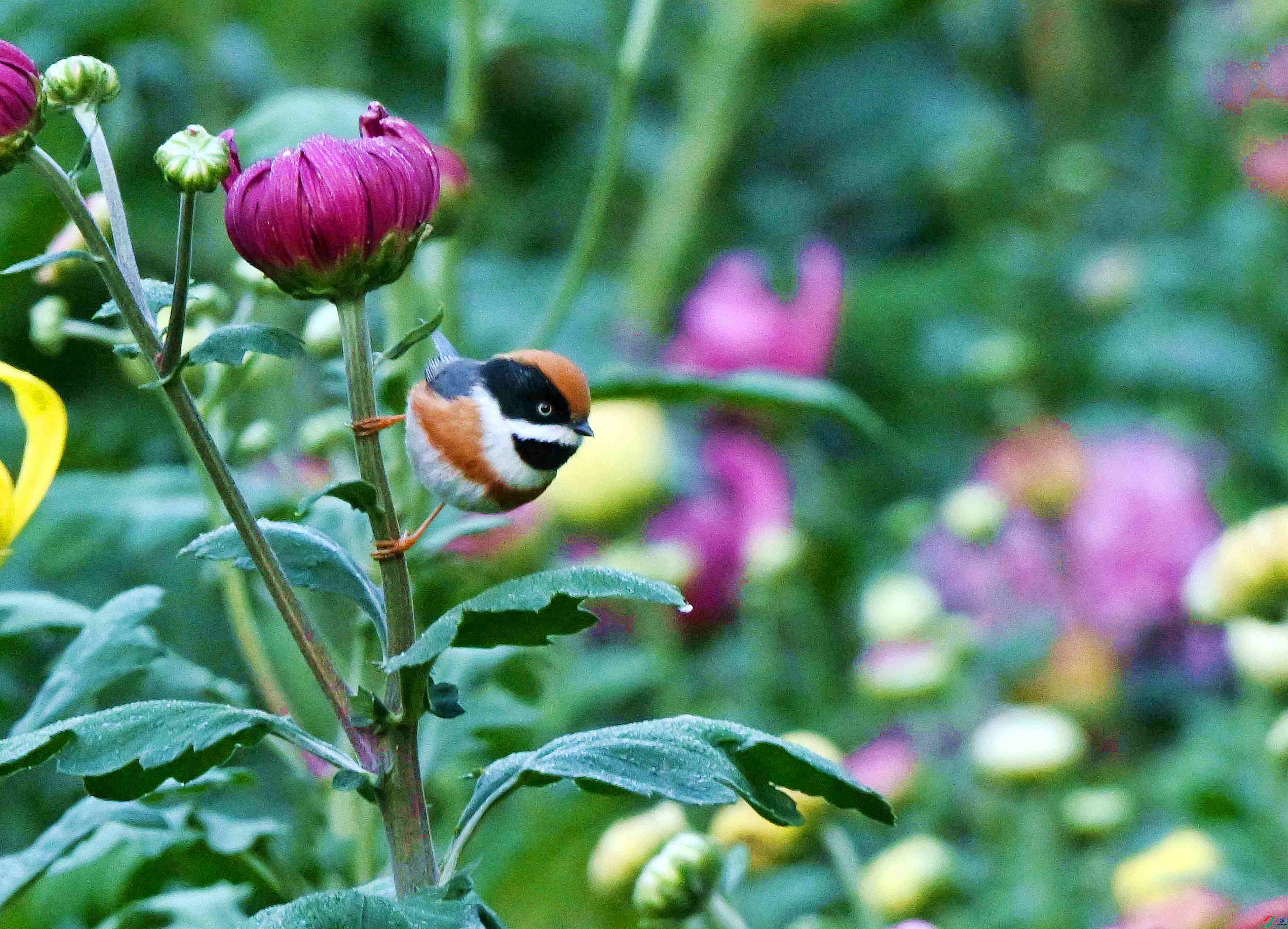 DSC_3304.jpg