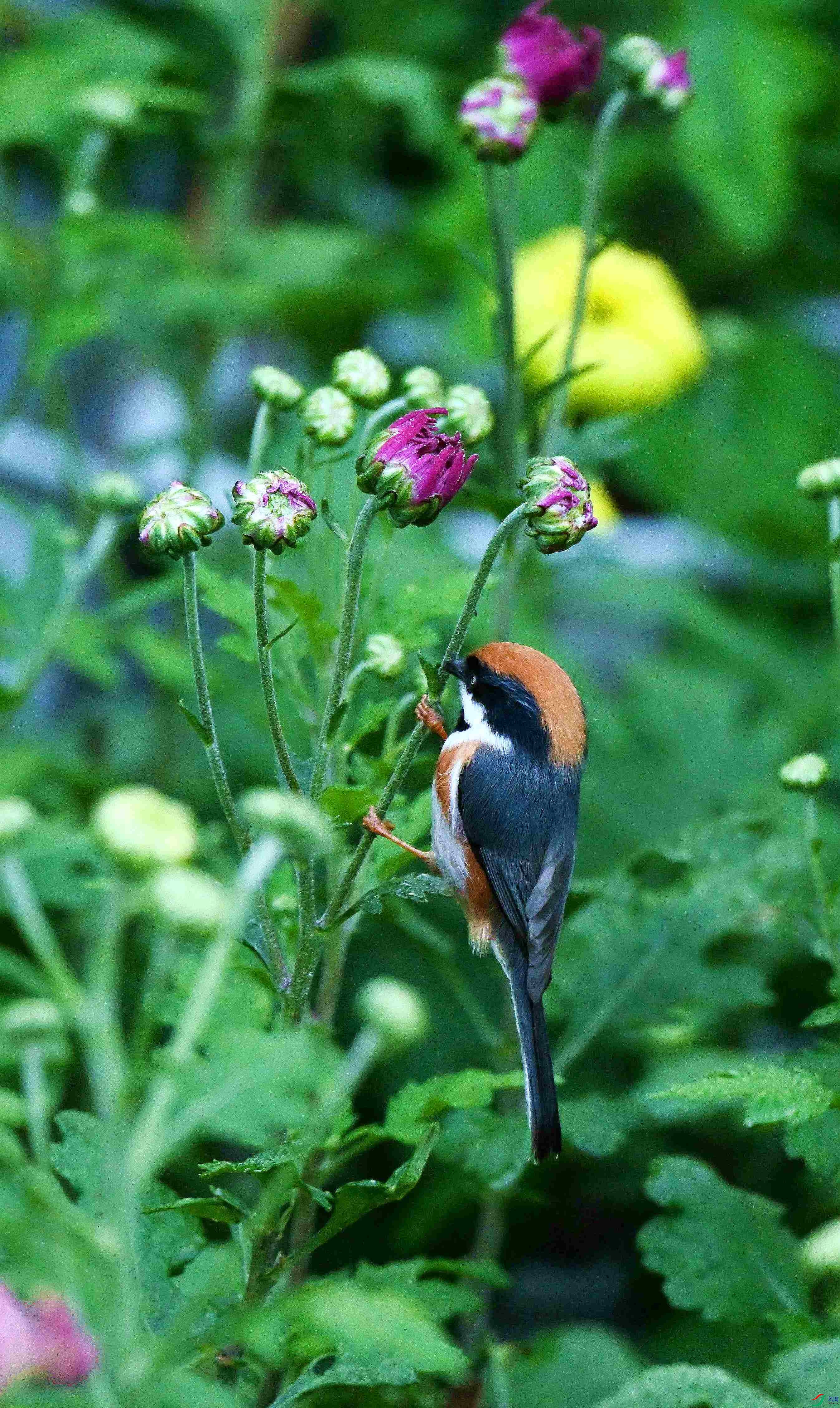 DSC_3447.jpg