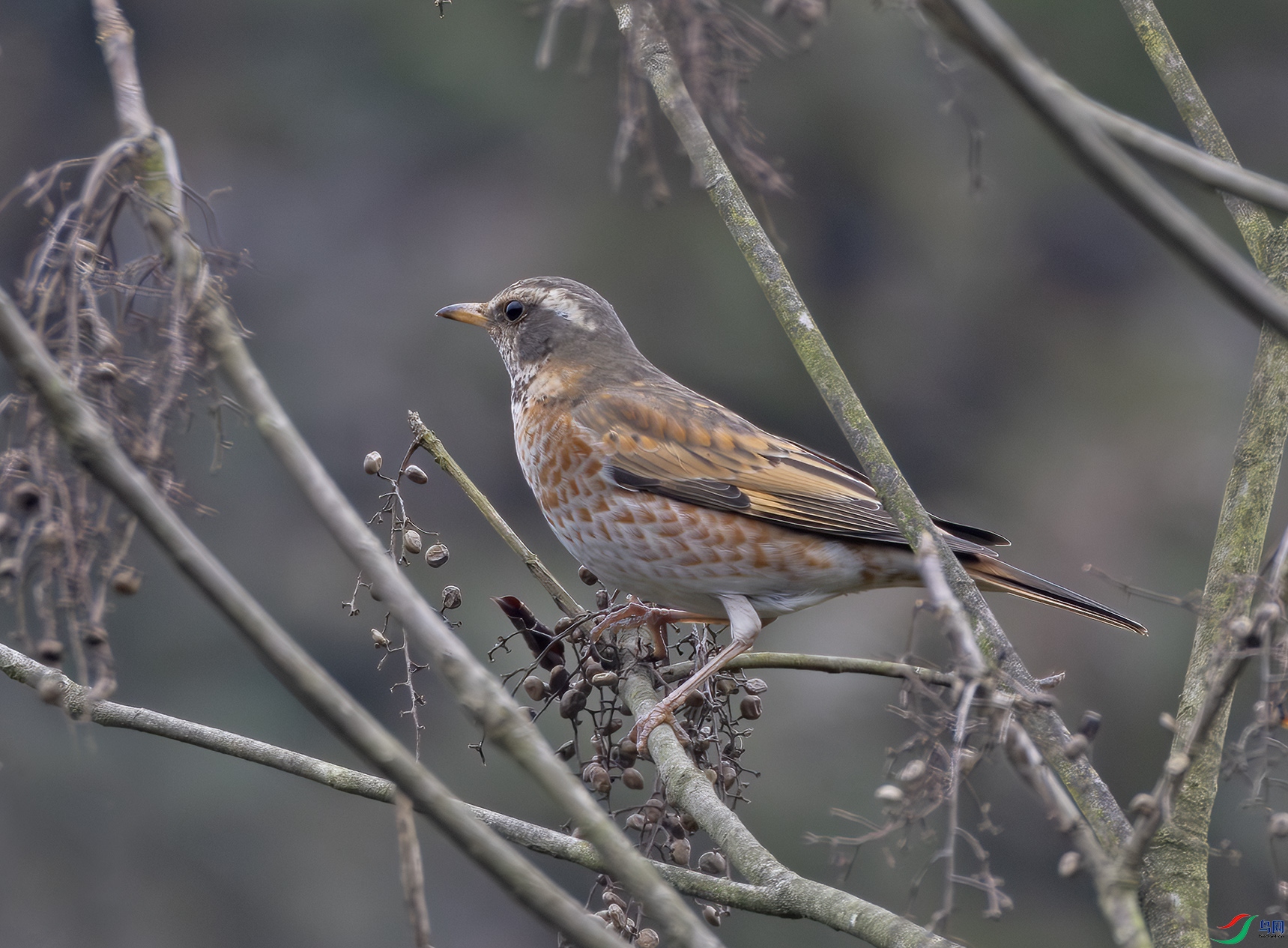 2I1A7694-����ǿ-NR ����.jpg