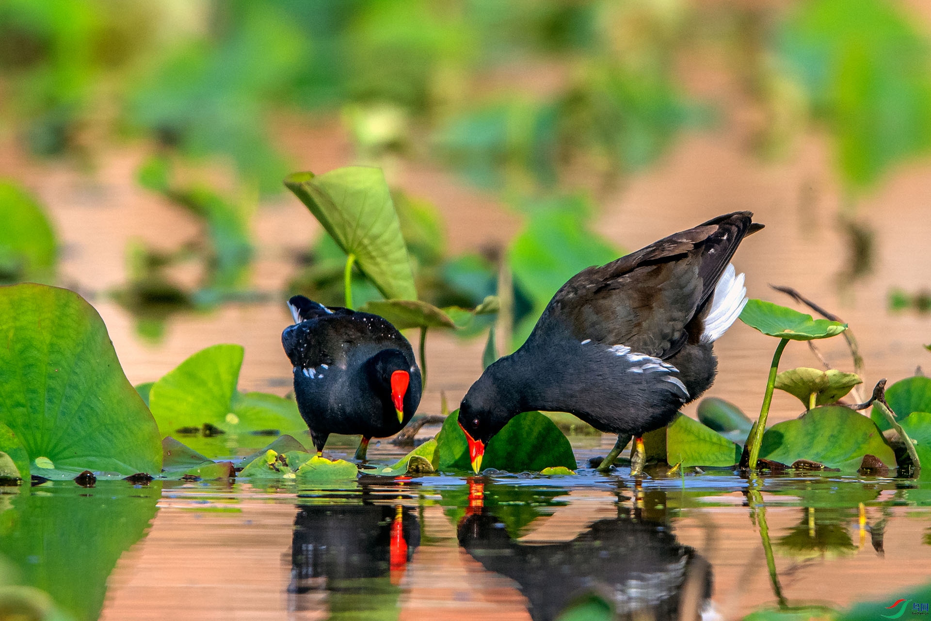 _AUU3531��ˮ��(24.5.7).jpg