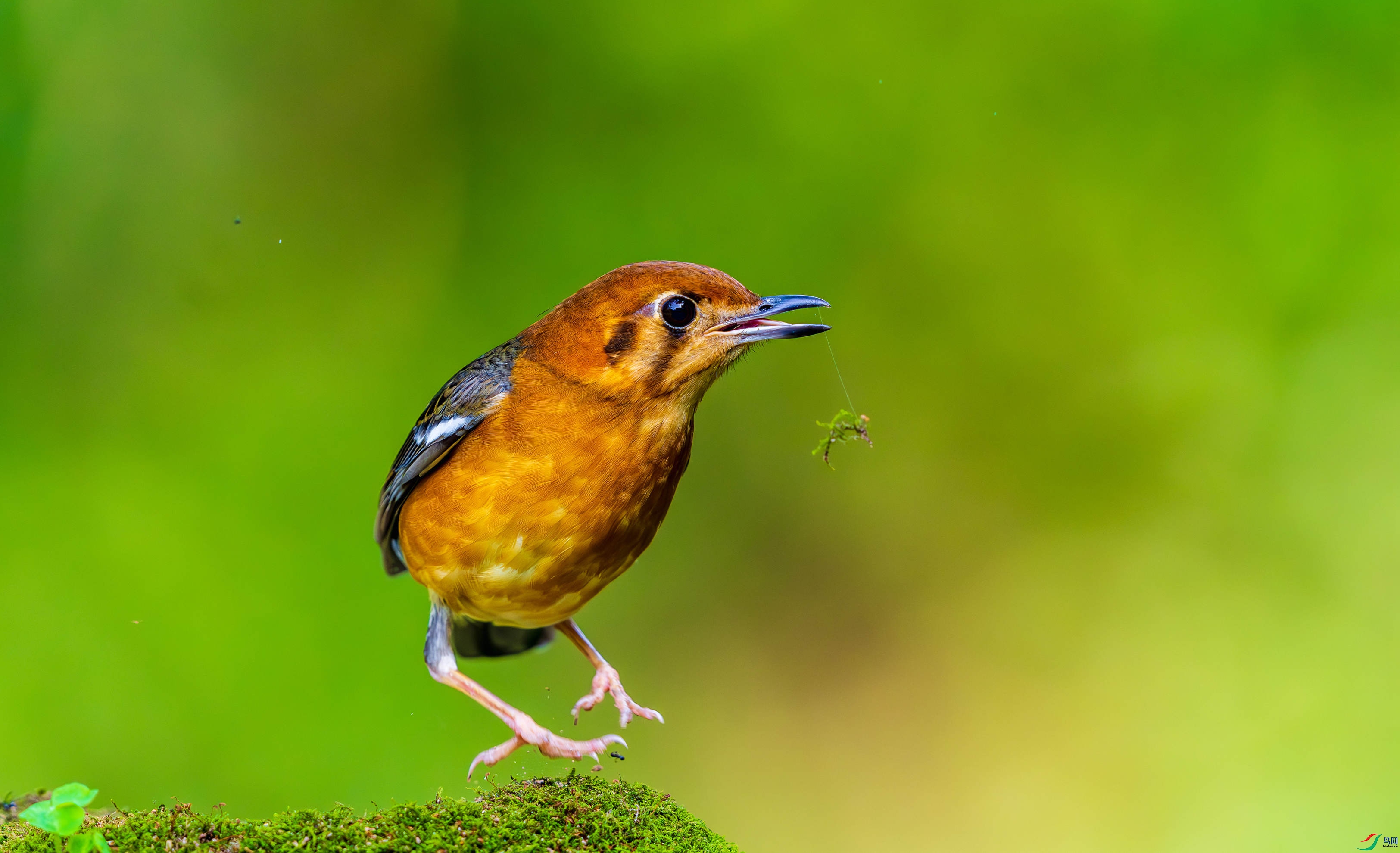 _DSC2095-����ǿ-NR_3 - ����.JPG