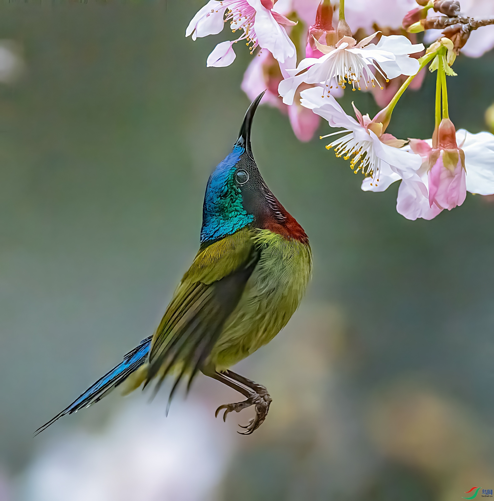 ��β̫����