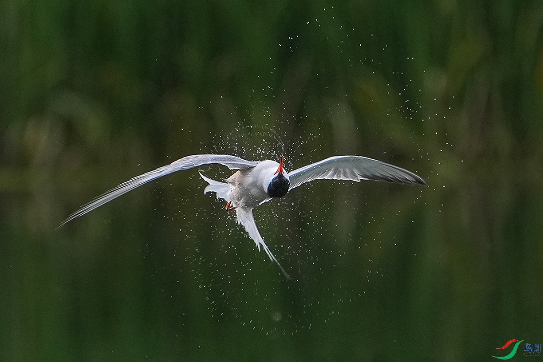 DSC09523 ����.jpg