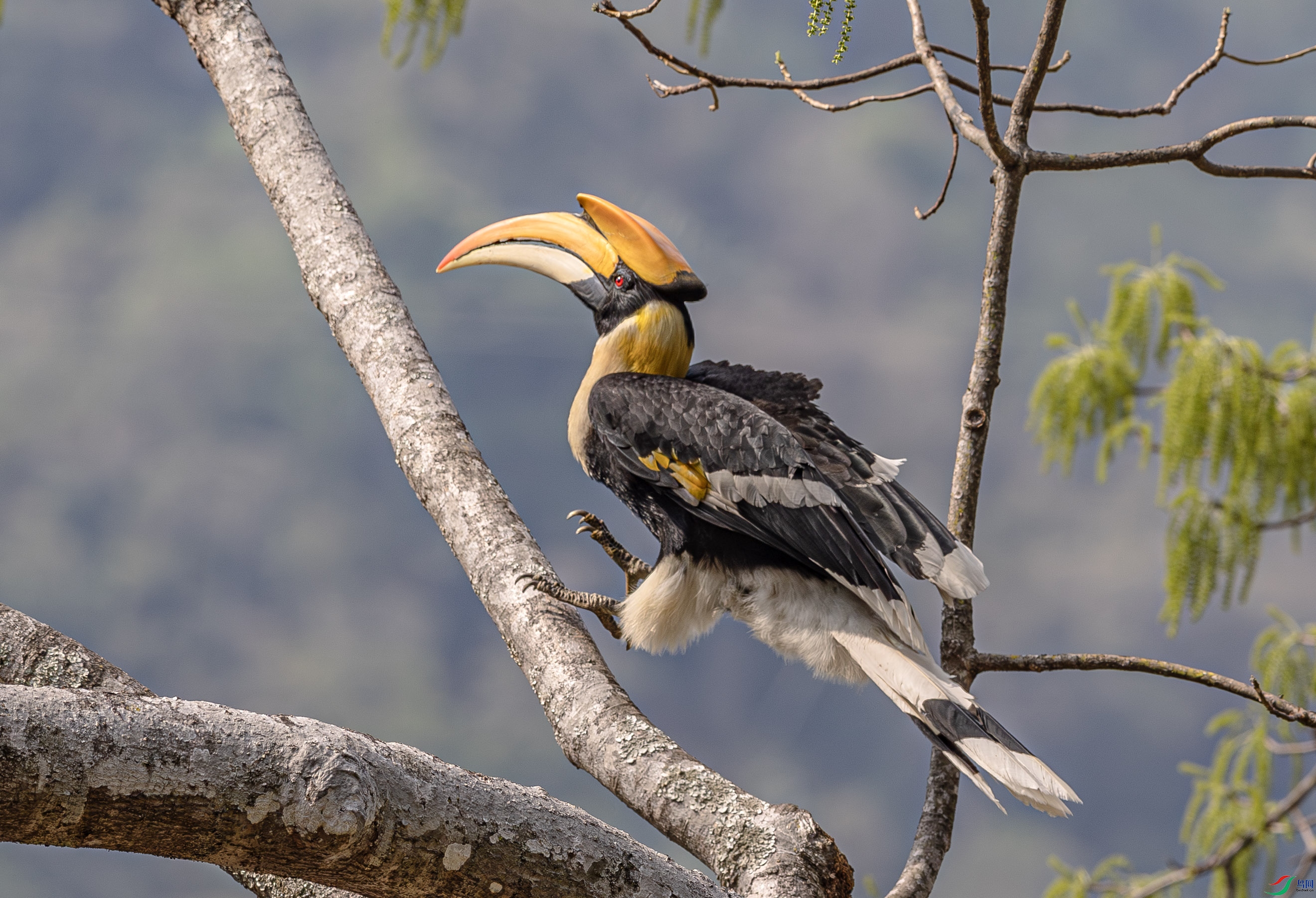 A46I9932-����ǿ-NR ����.jpg