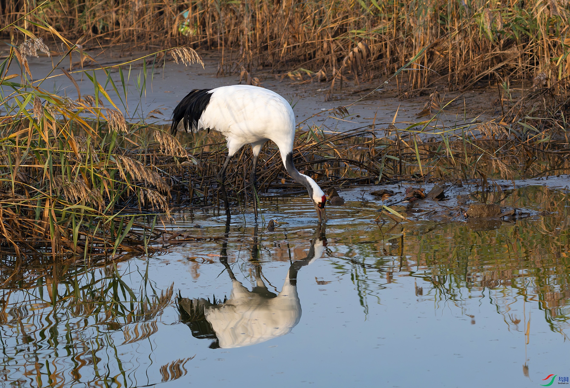 DSC_2640d.jpg