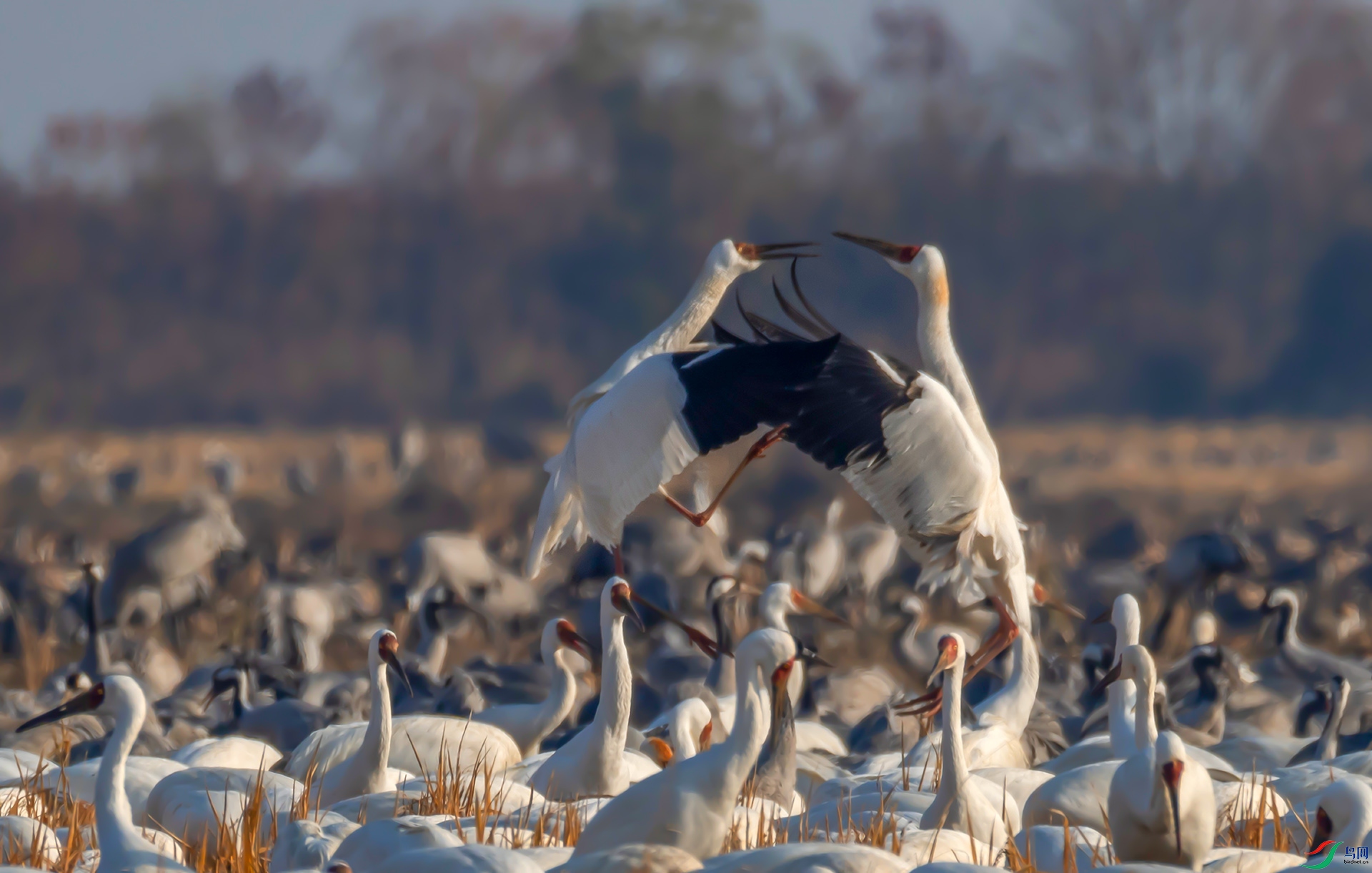 _60A0370 ���� 2 .jpg