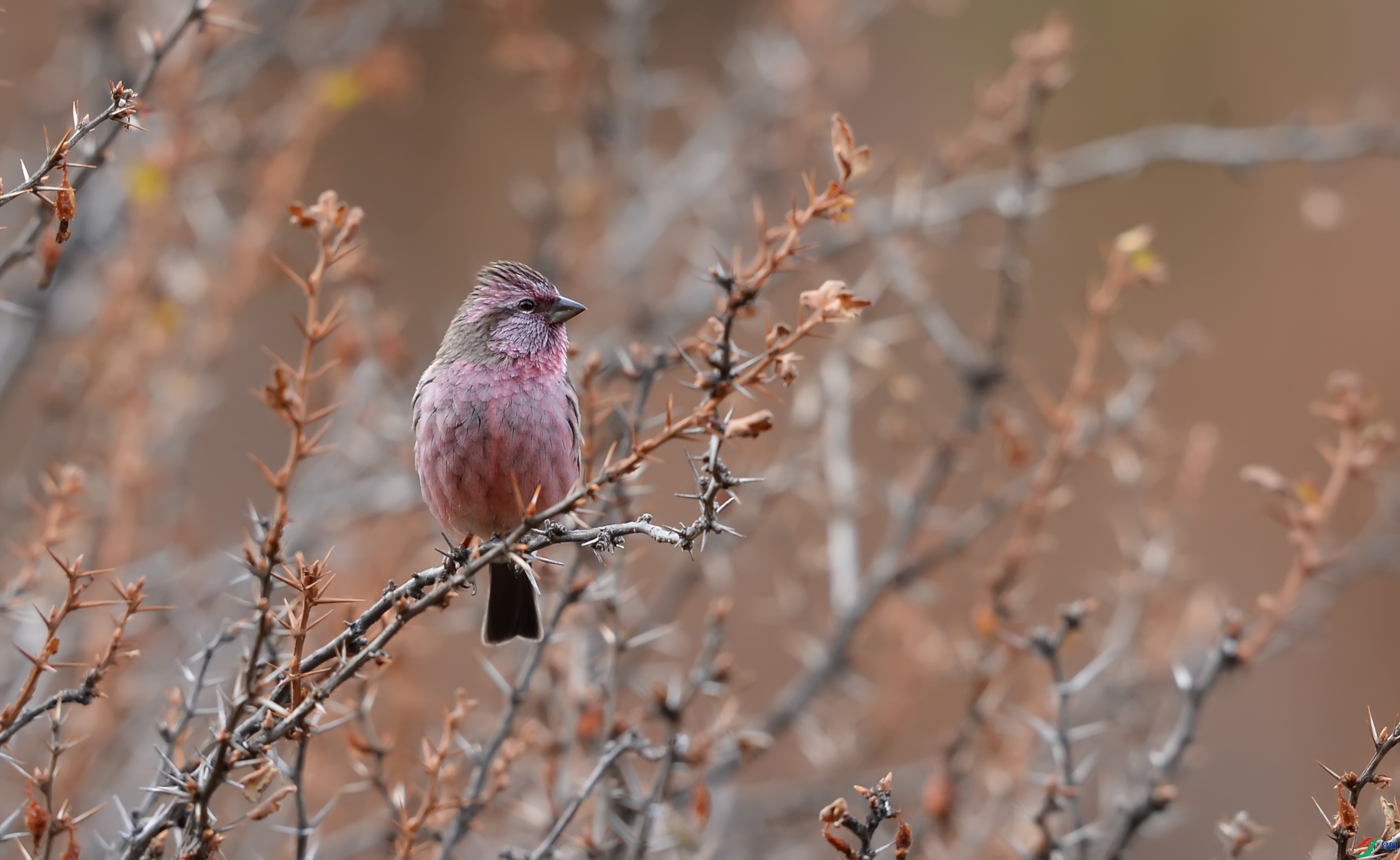 DSC_0300.jpg