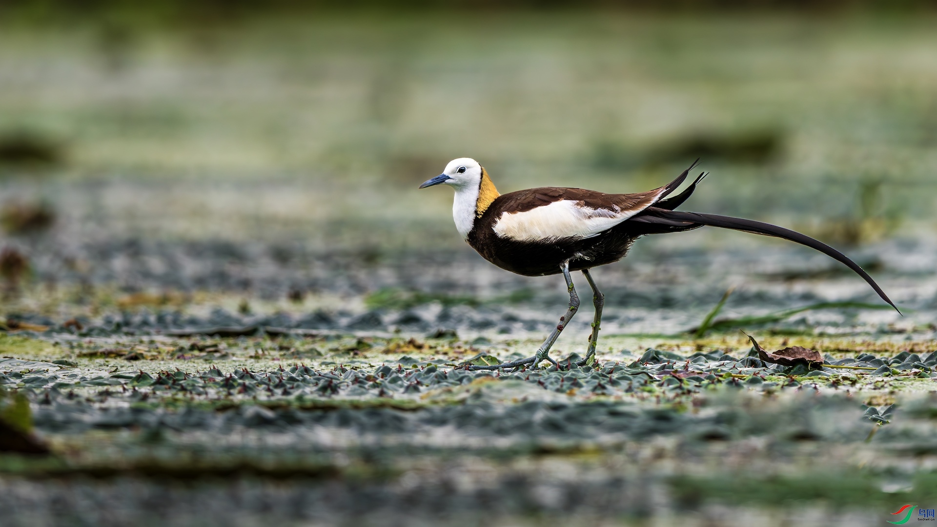 1_XXL5006-����ǿ-NR ����.jpeg