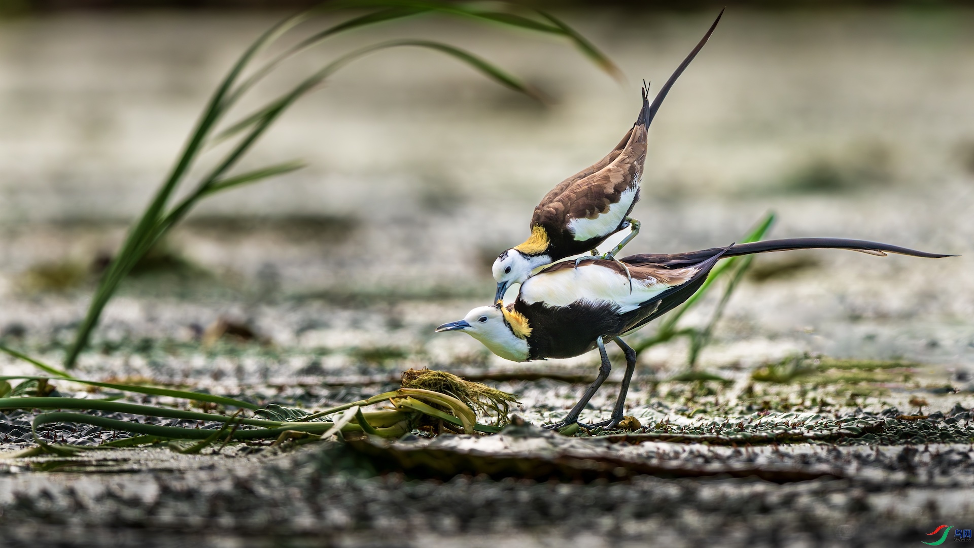 2_XXL5370-����ǿ-NR ����.jpeg