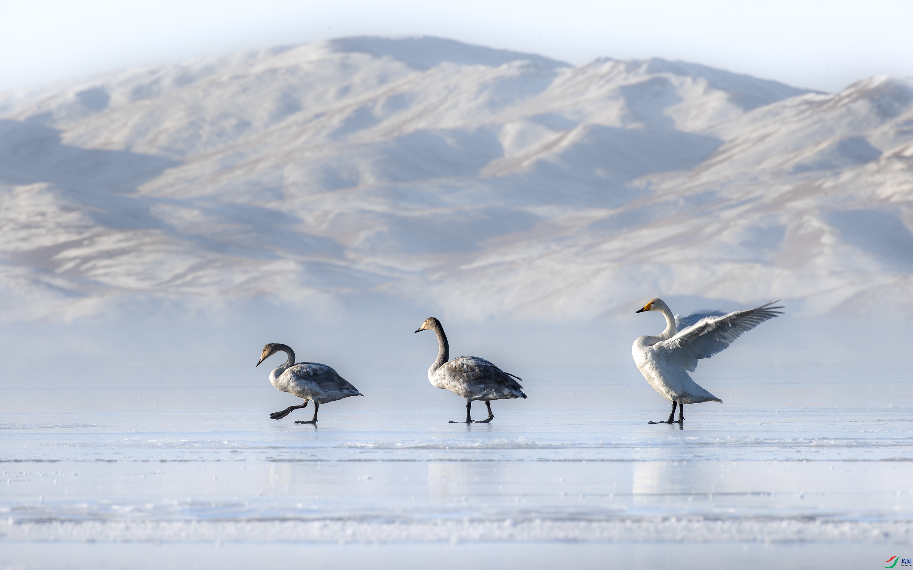 A15I7057-����ǿ-NR ����.jpg