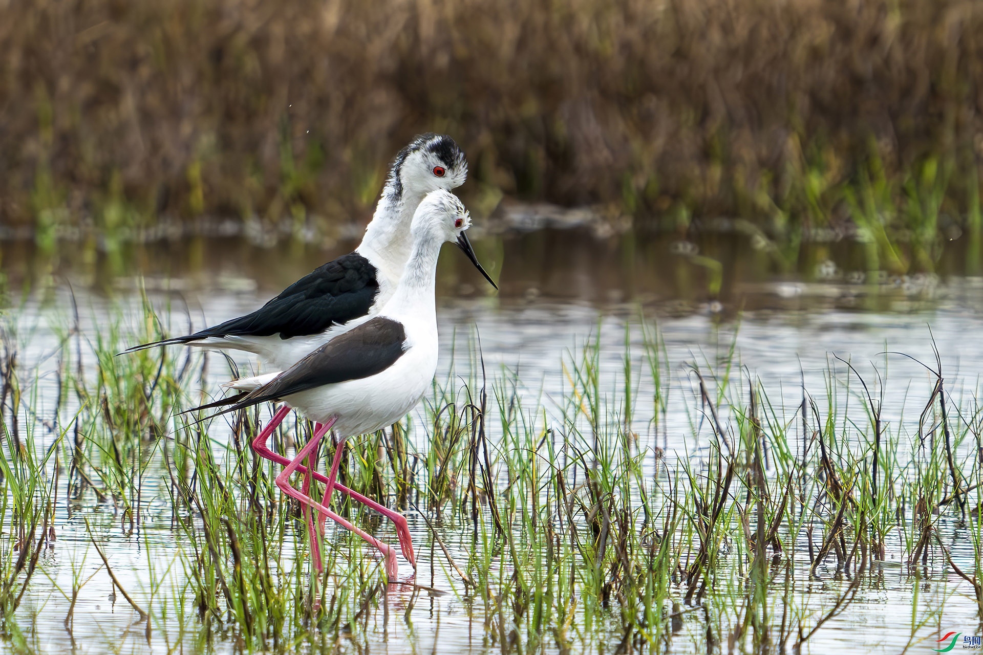 �����ȶ�