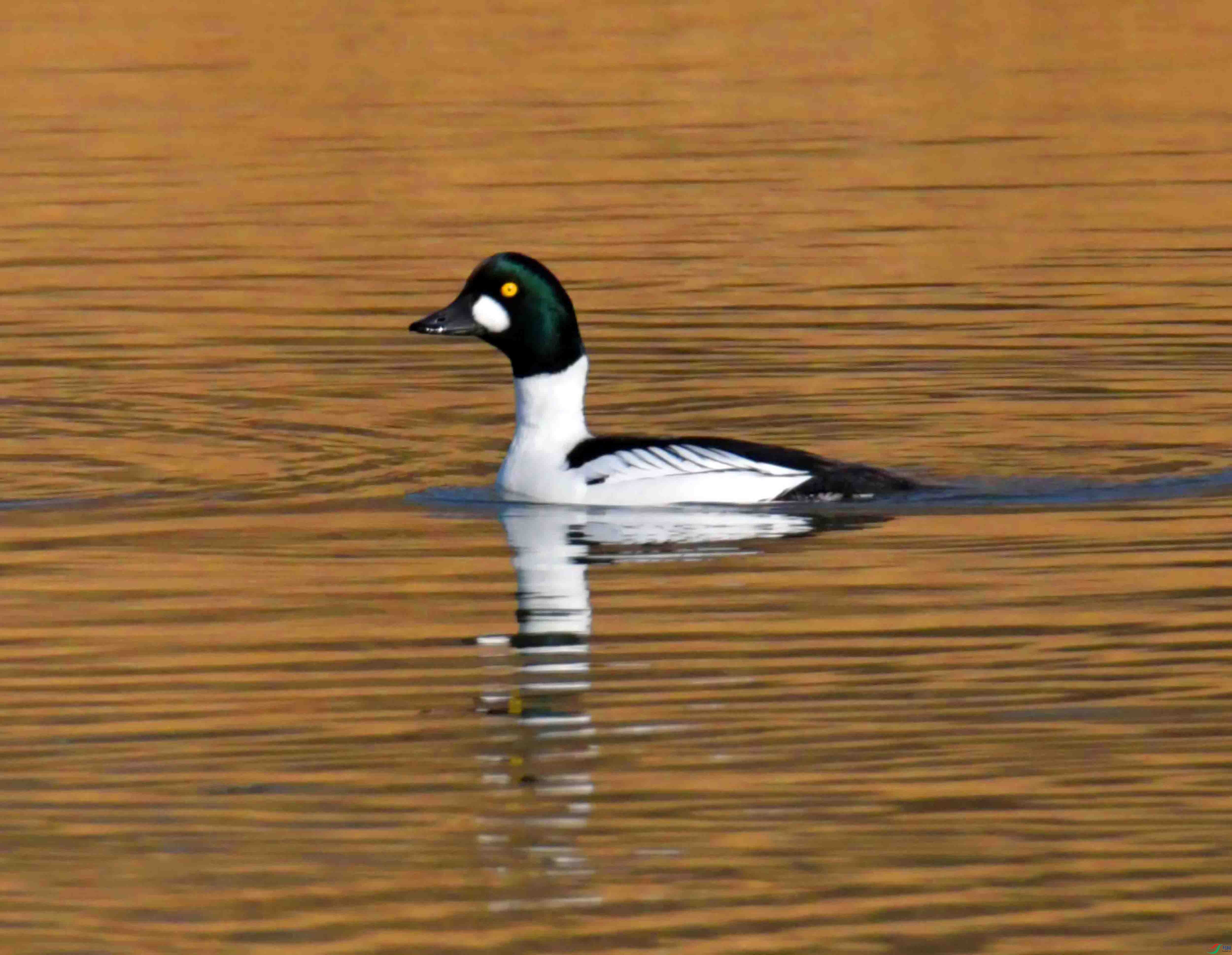 DSC_6635.JPG